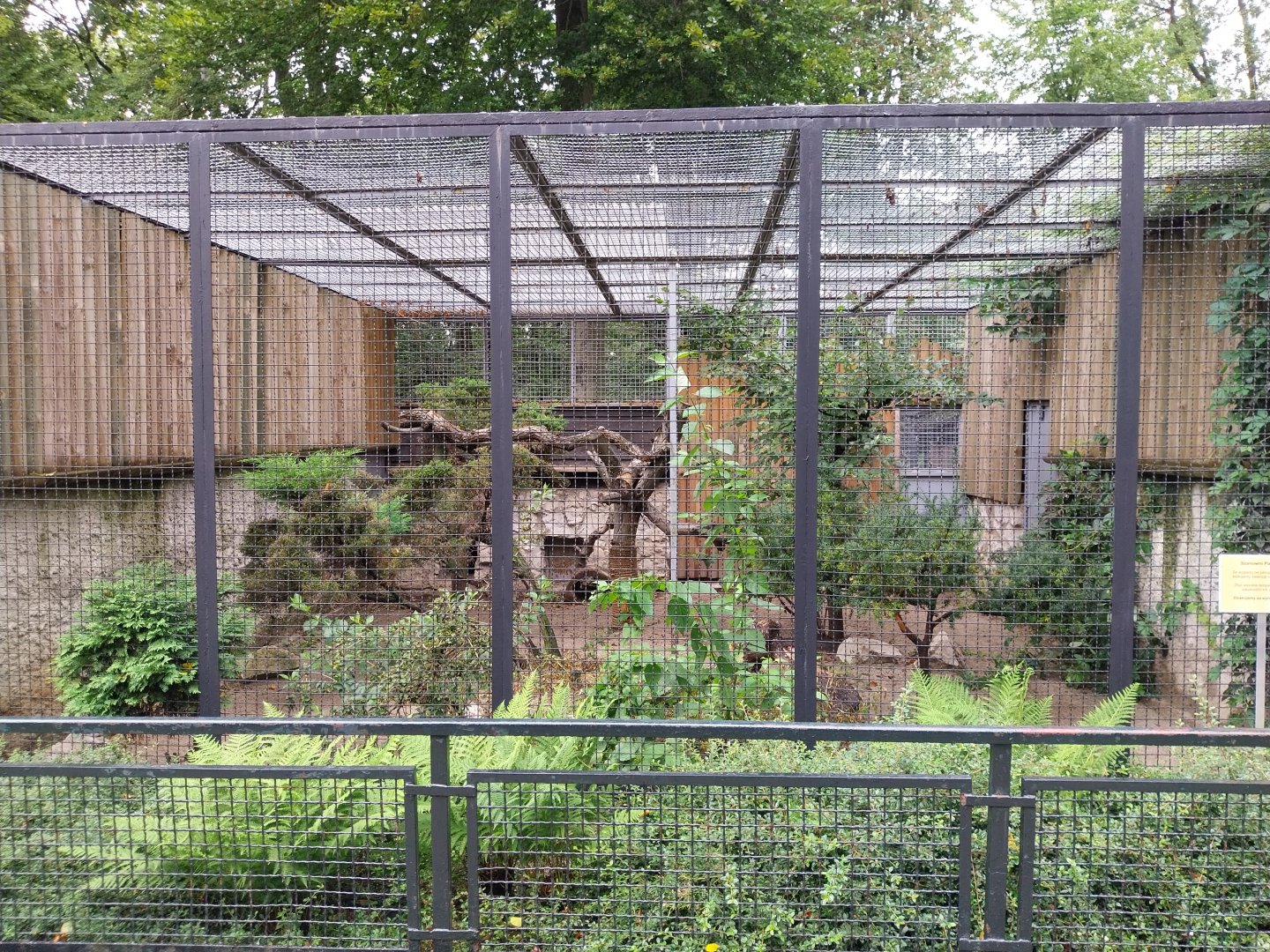 Small carnivores - Eurasian wildcat enclosure