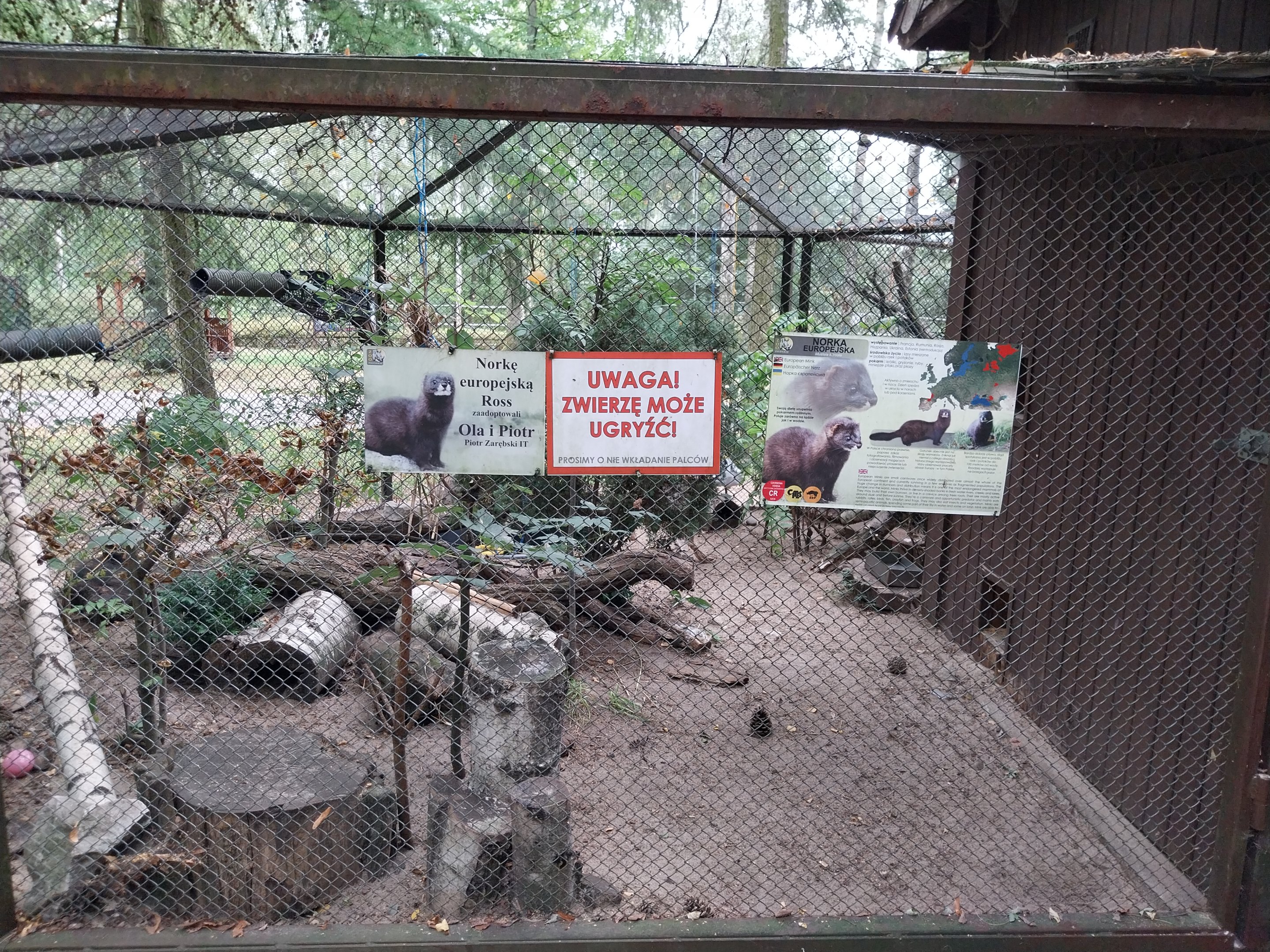 Small carnivores - European Mink (Mustela lutreola) enclosure