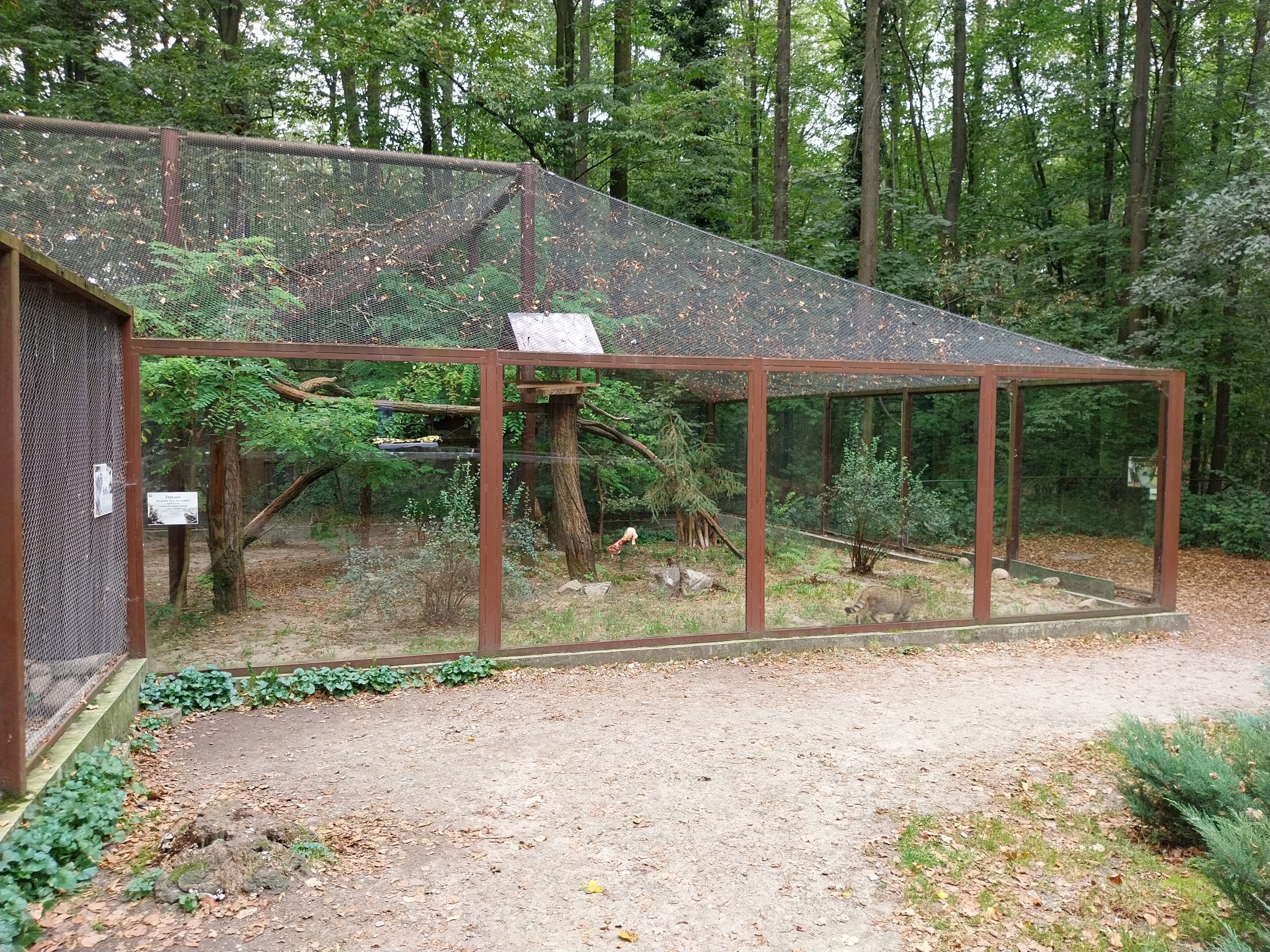 Small Carnivores - European Wild Cat (Felis silvestris silvestris)