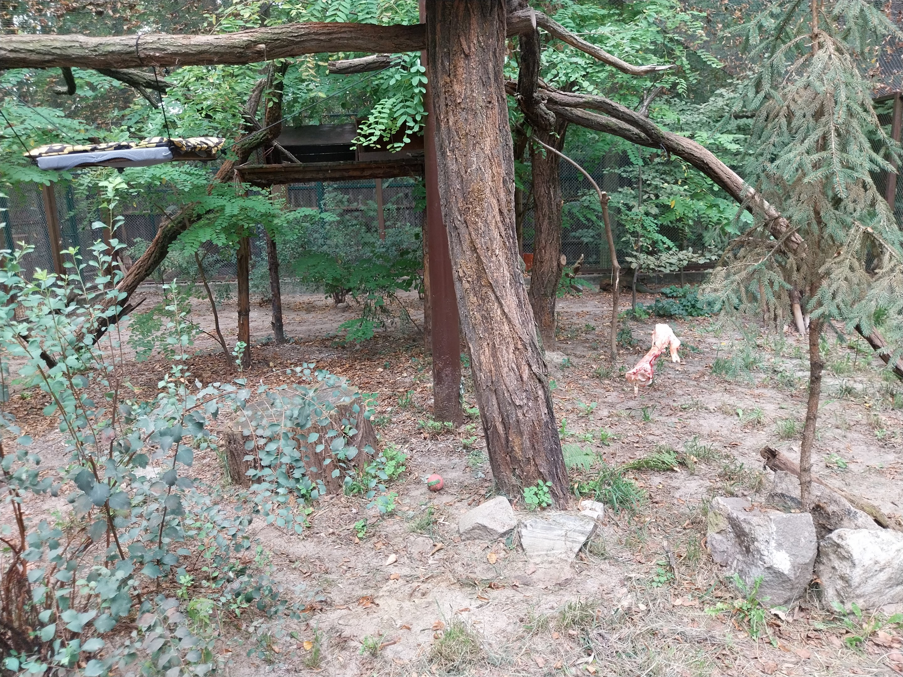 Small Carnivores - European Wild Cat (Felis silvestris silvestris)