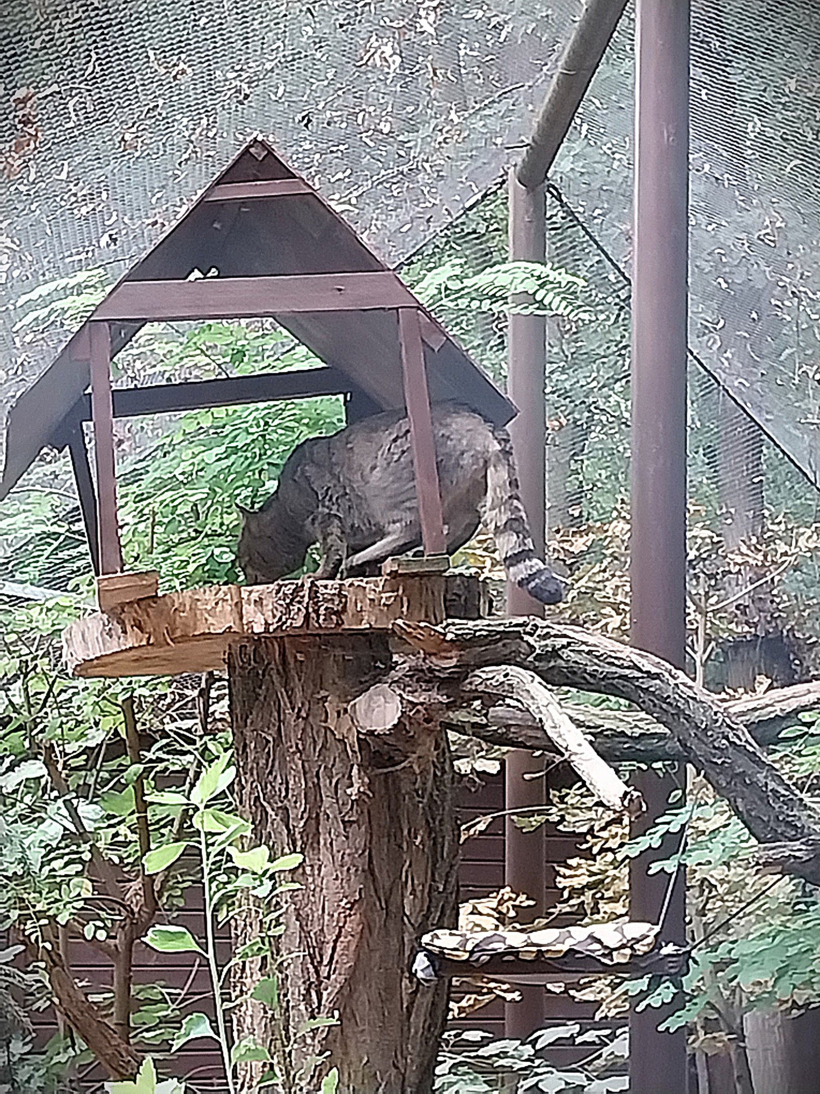 Small carnivores - European Wild Cat (Felis silvestris silvestris)