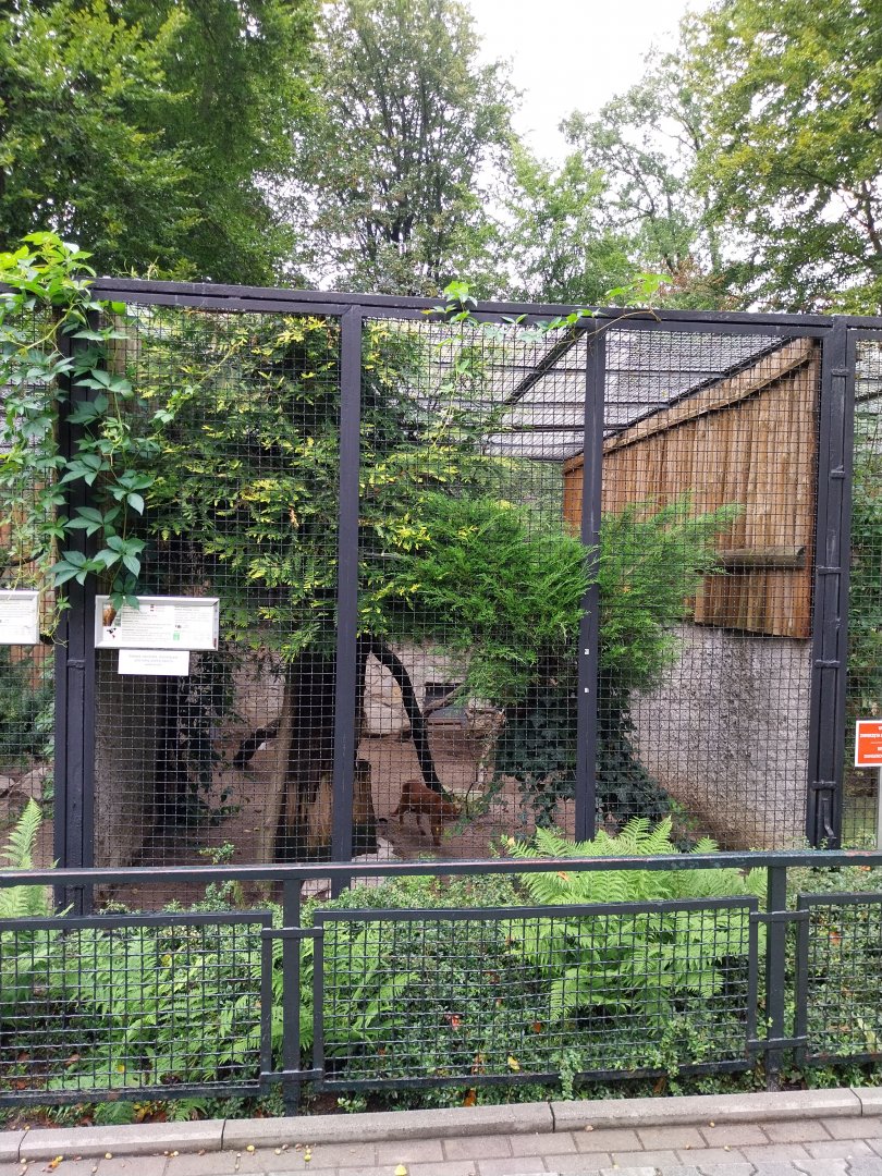 Small carnivores - Jaguarundi enclosure