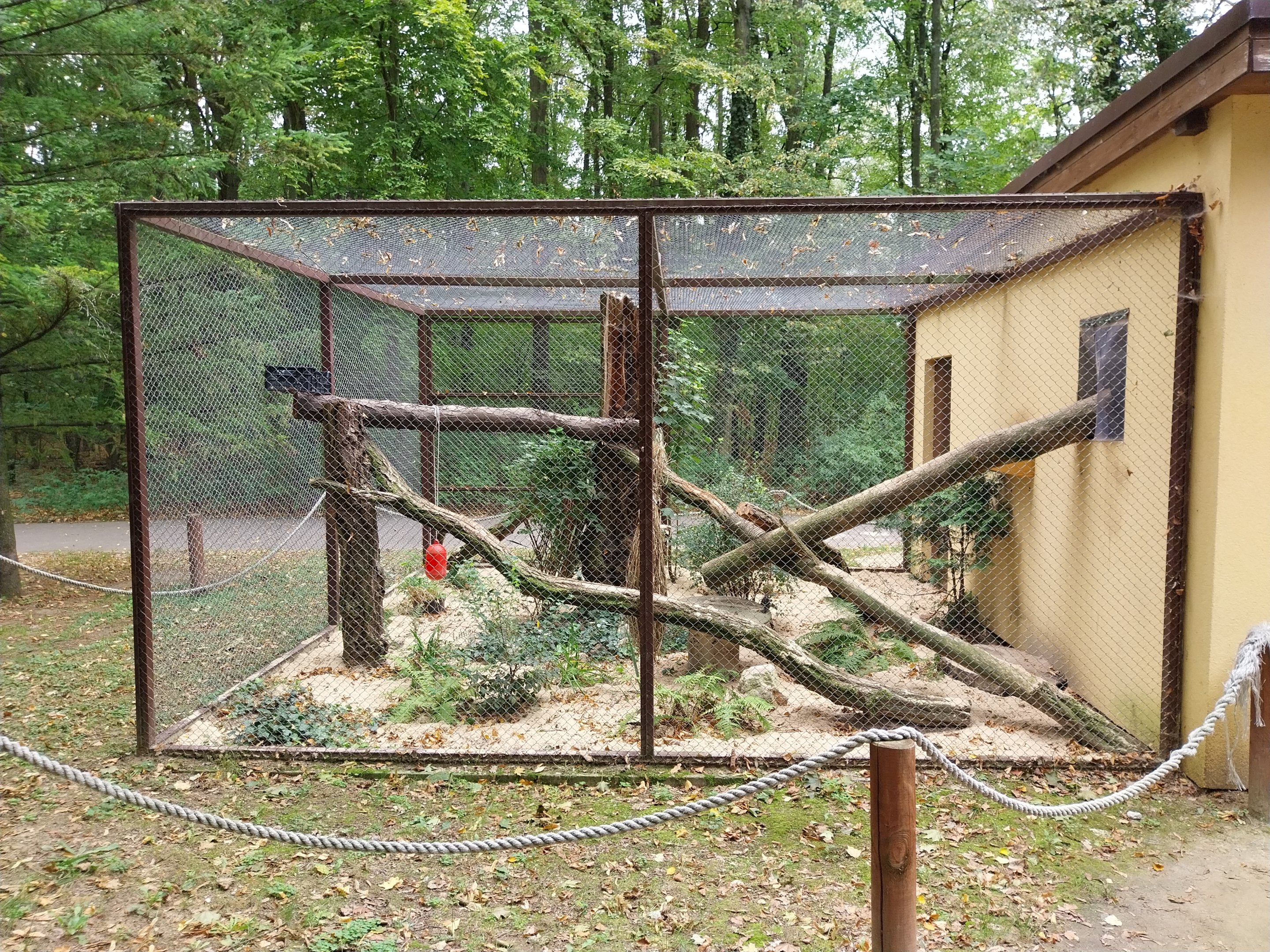 Small carnivores - Jaguarundi (Herpailurus yagouaroundi) enclosure