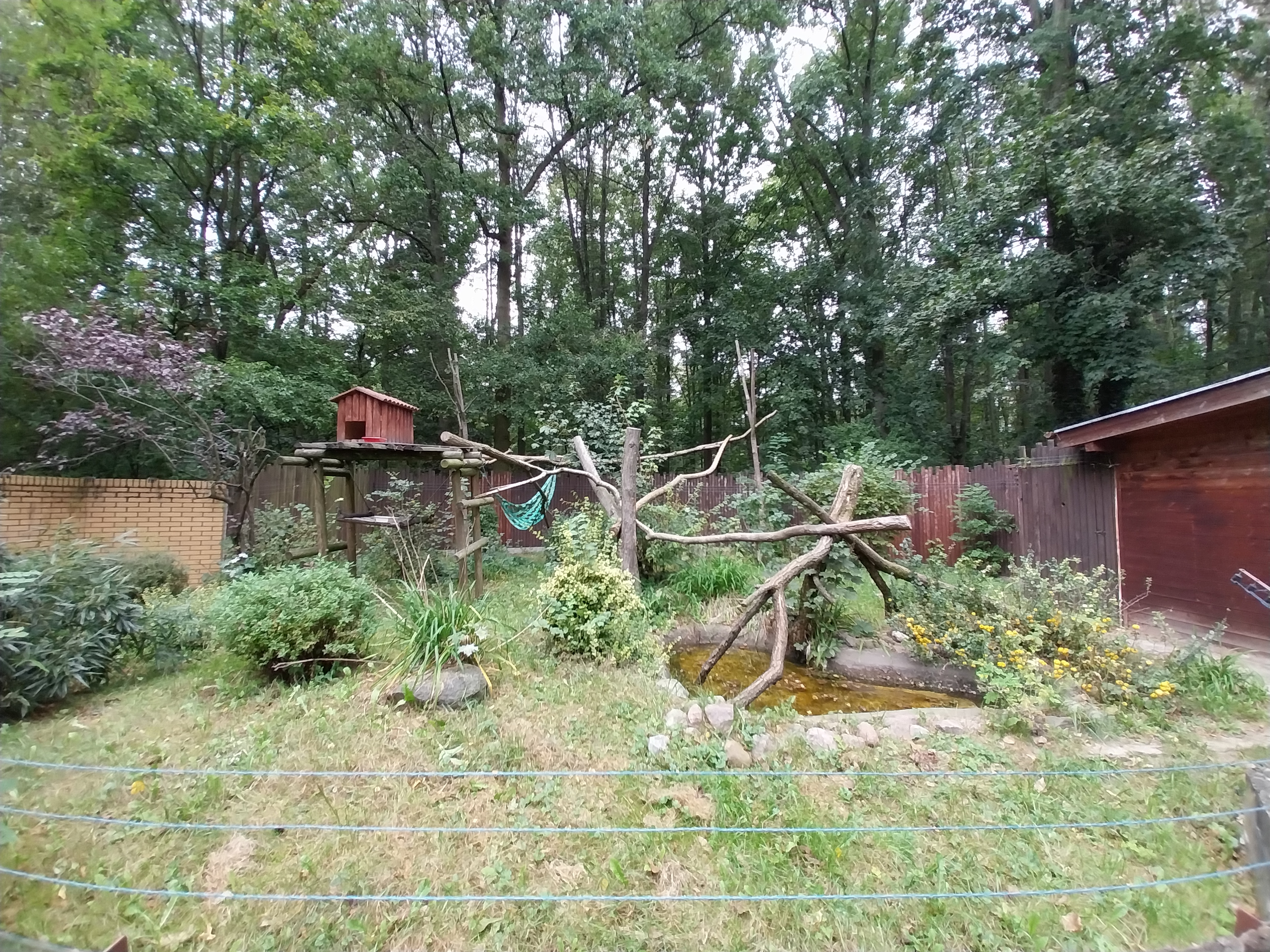 Small Carnivores - Malayan Binturong (Arcticitis binturong binturong)