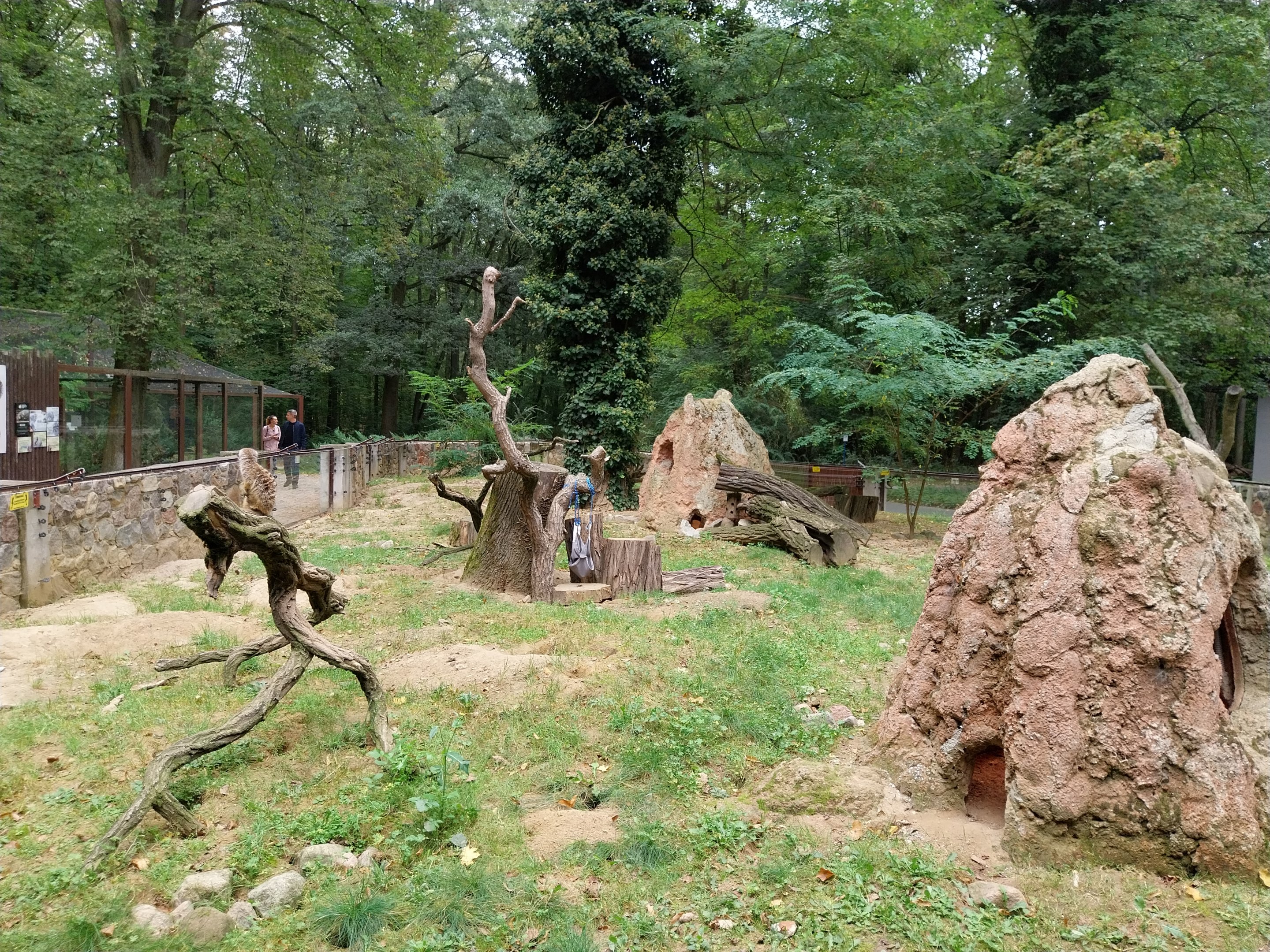 Small Carnivores - Meerkat (Suricata suricatta)