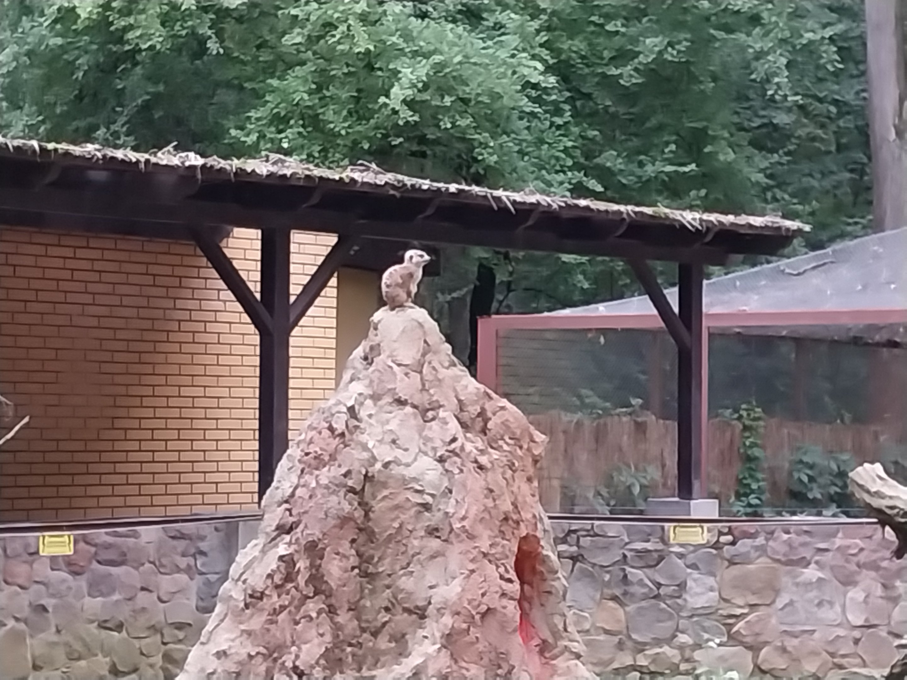 Small carnivores - Meerkat (Suricata suricatta)