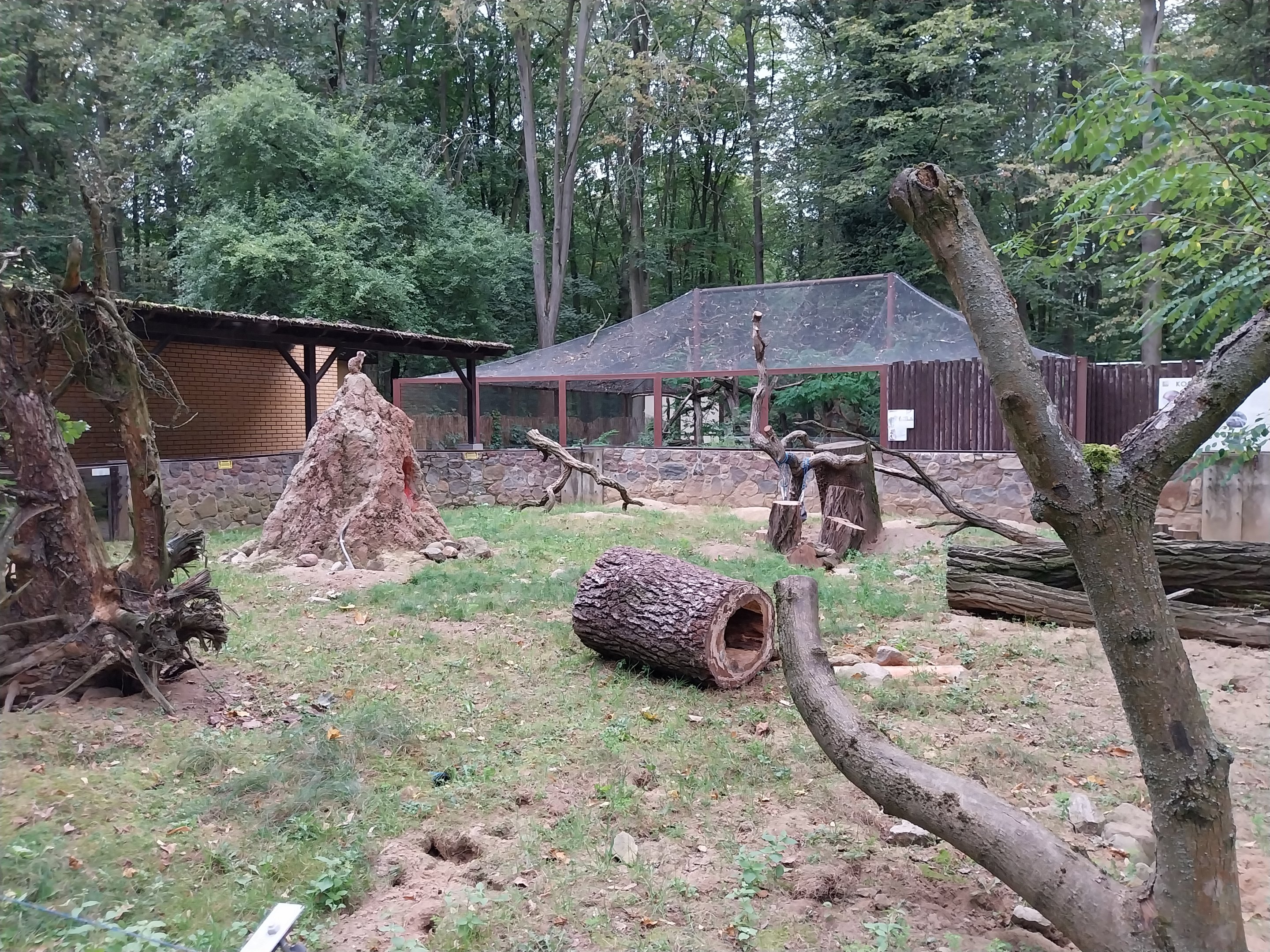 Small carnivores - Meerkat (Suricata suricatta)