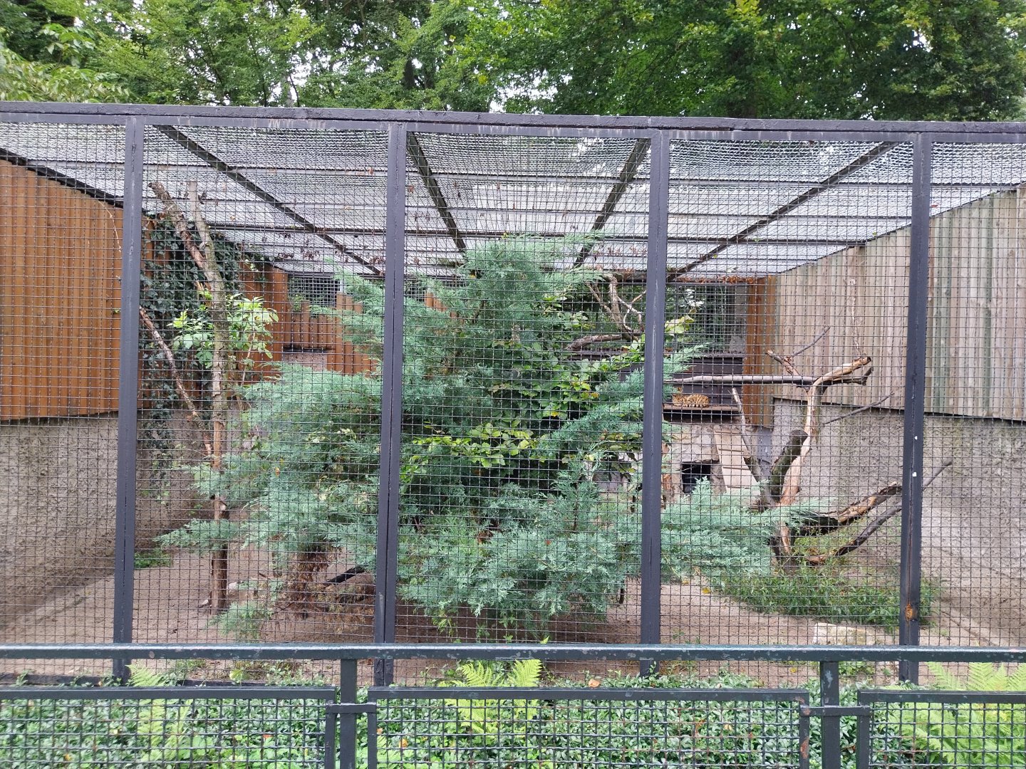 Small carnivores - Serval enclosure