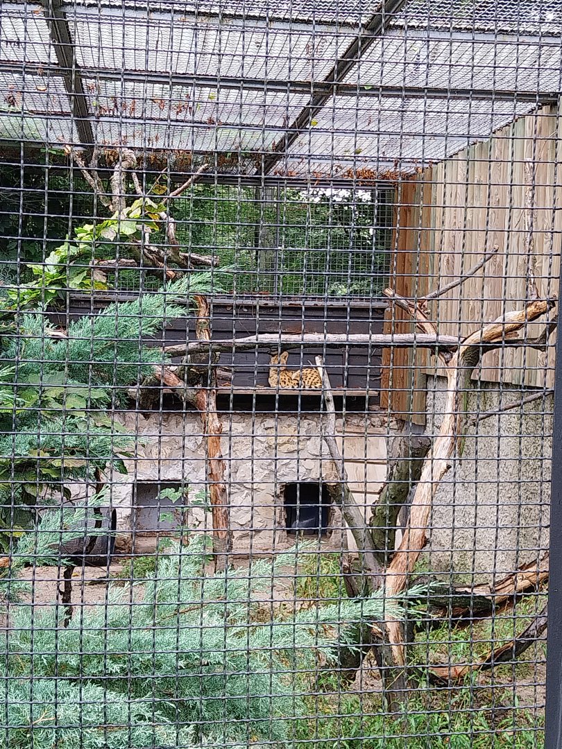 Small carnivores - Serval (Leptailurus serval)