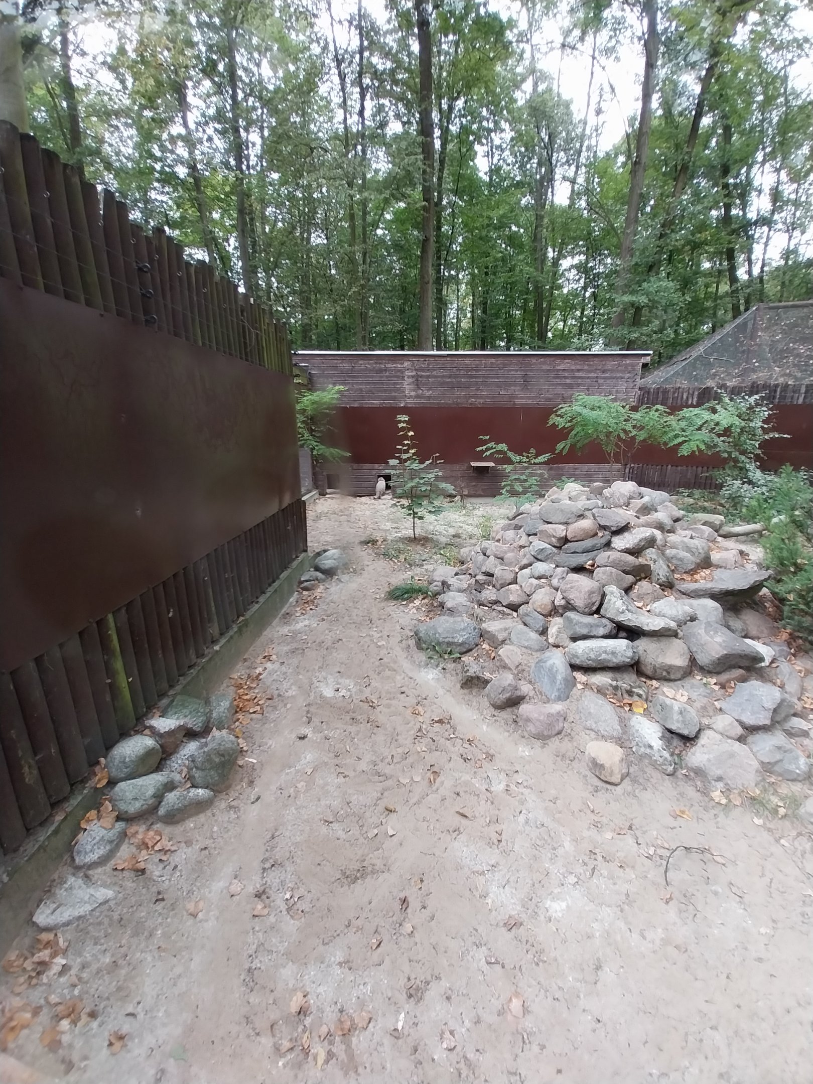 Small Carnivores - Siberian Pallas' Cat (Otocolobus manul manul)
