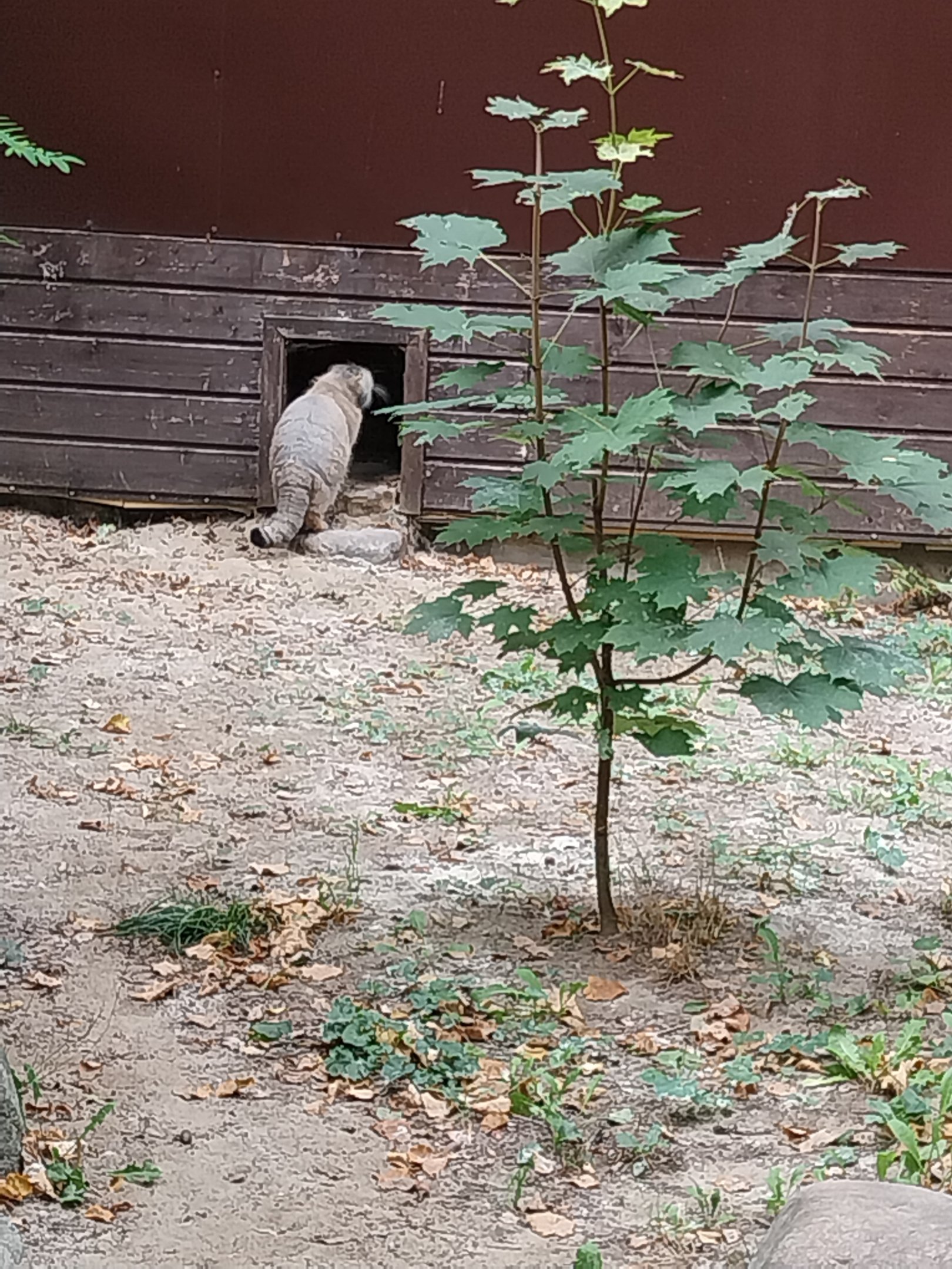 Small Carnivores - Siberian Pallas' Cat (Otocolobus manul manul)