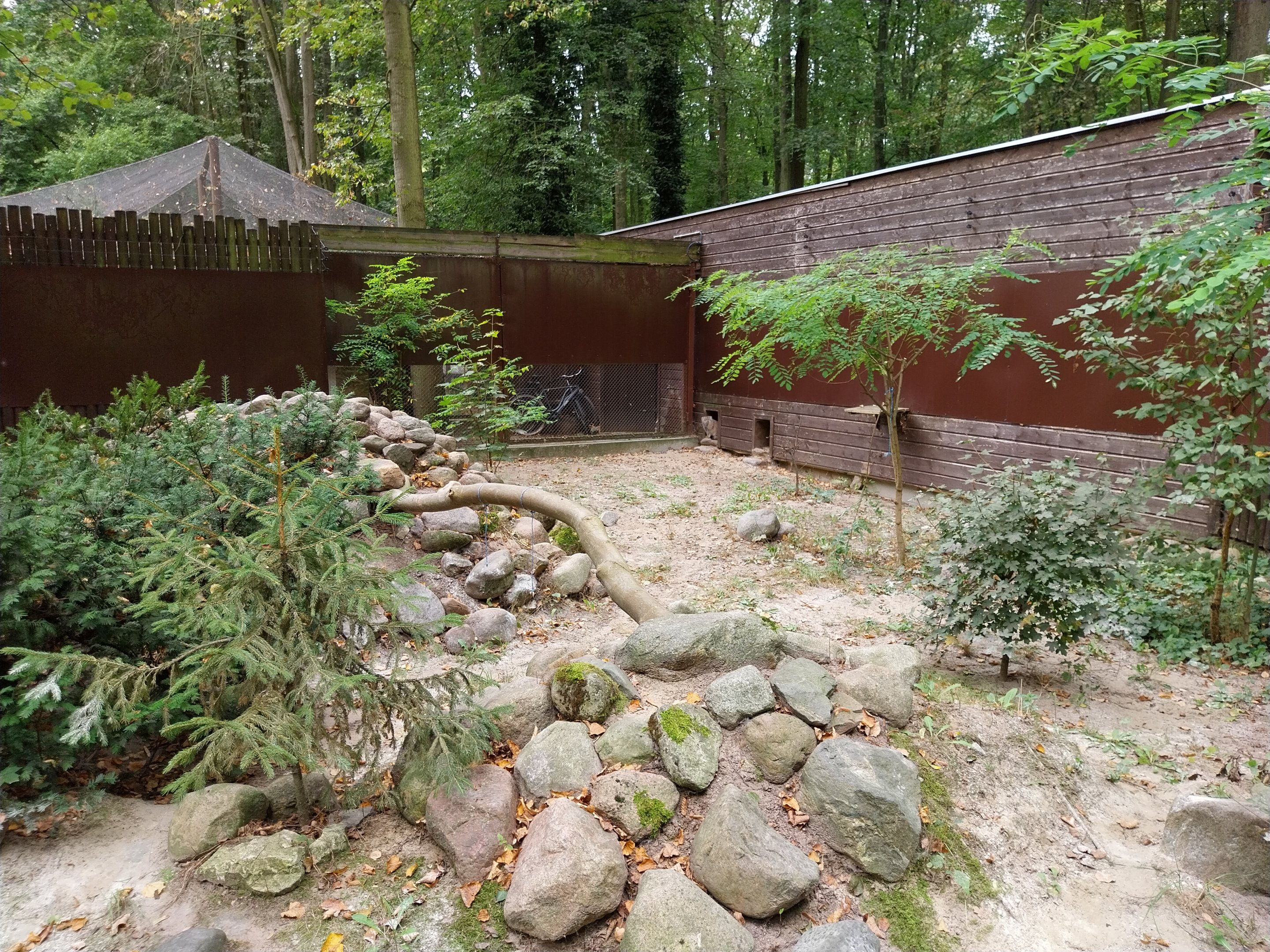 Small Carnivores - Siberian Pallas' Cat (Otocolobus manul manul)