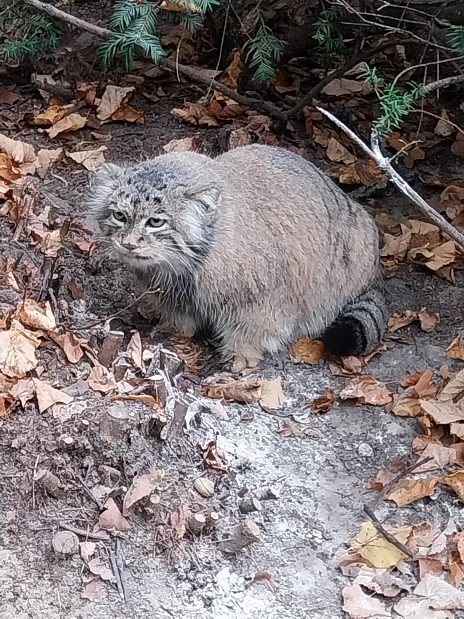 Small carnivores - Siberian Pallas' Cat (Otocolobus manul manul)