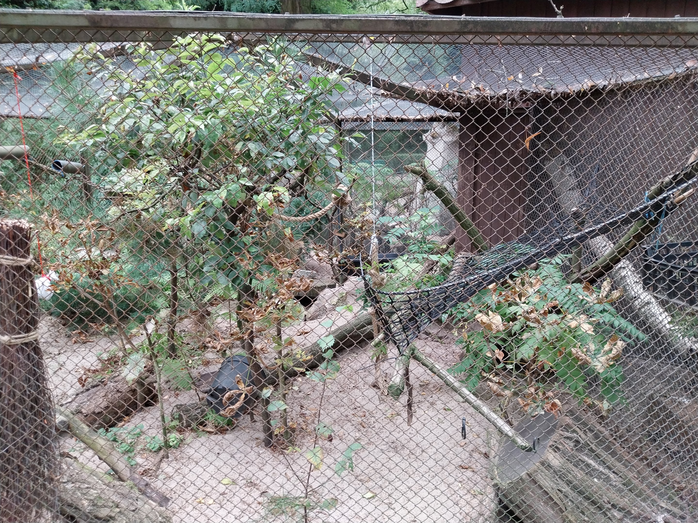 Small carnivores - Siberian Weasel (Mustela sibirica) enclosure