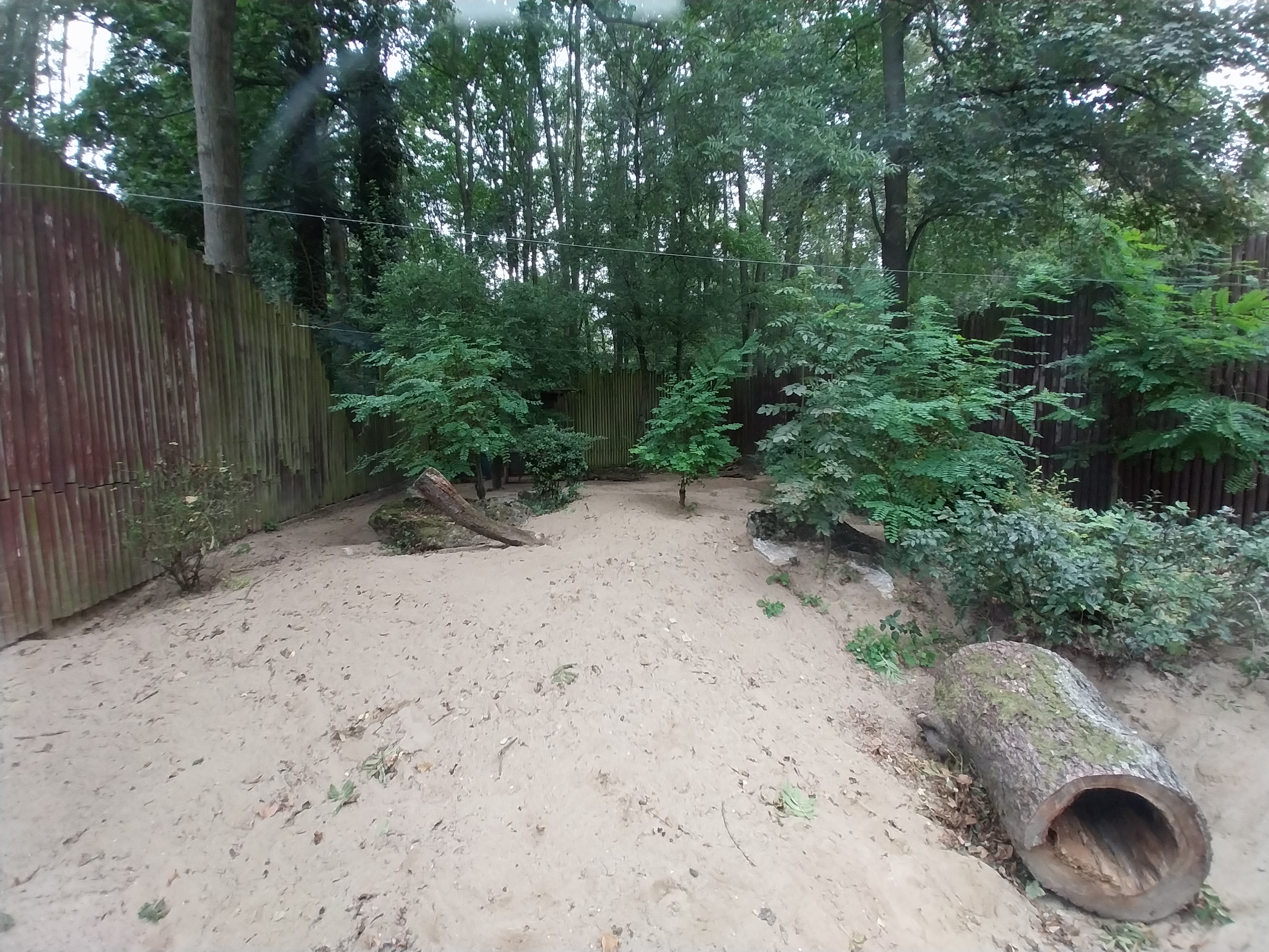 Small Carnivores - South African Bat-eared Fox (Otocyon megalotis megalotis)