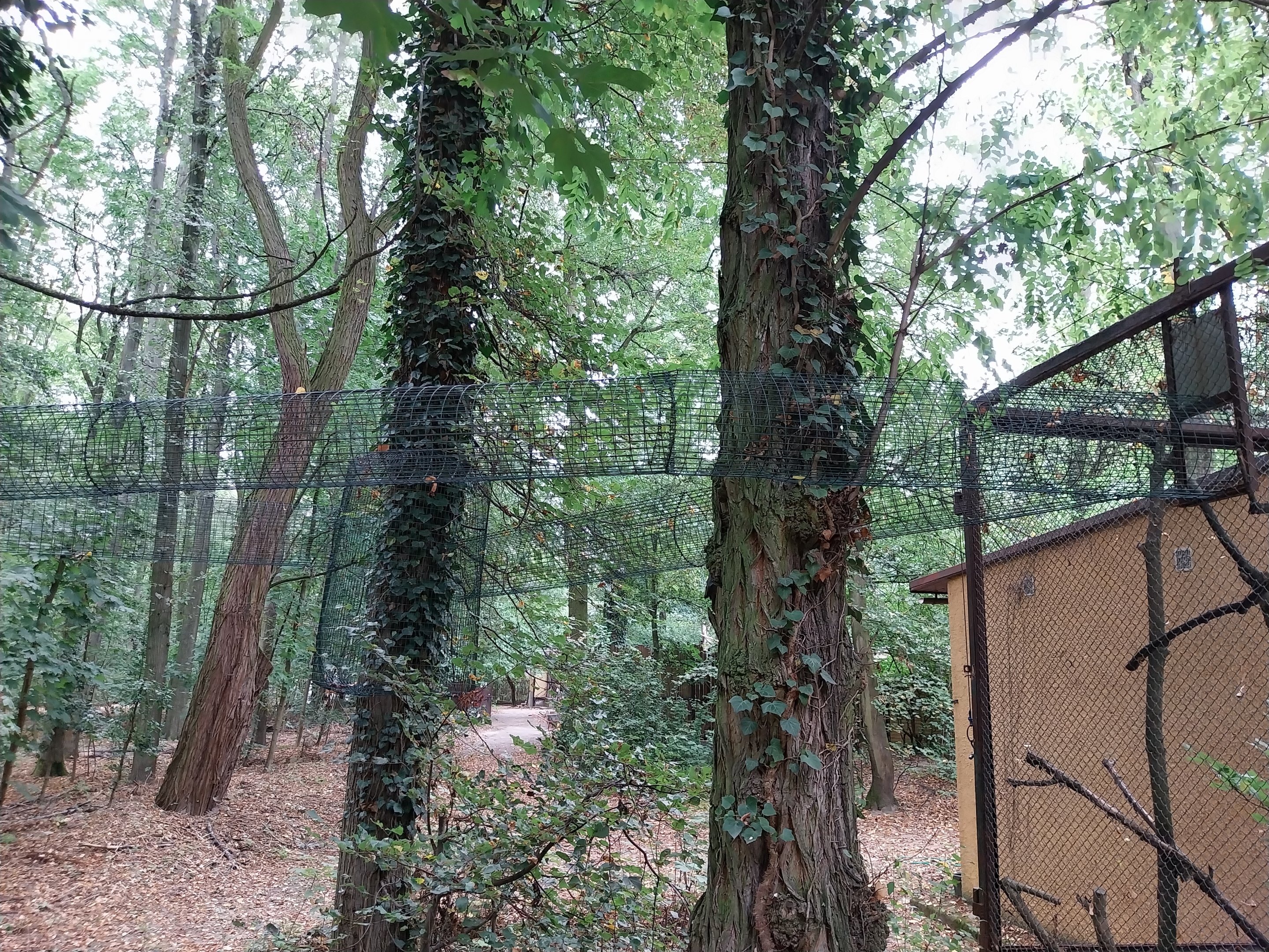 Small Carnivores - Two-spotted Palm Civet (Nandinia binotata) adventure trail