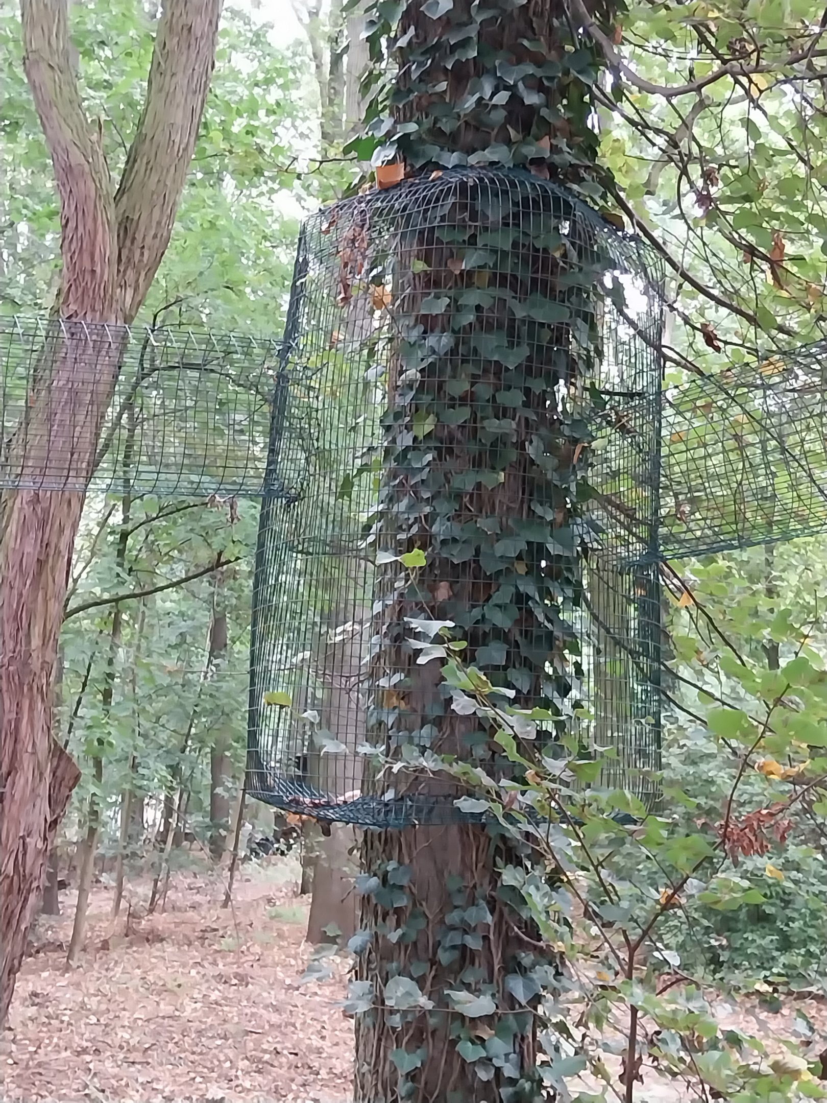 Small Carnivores - Two-spotted Palm Civet (Nandinia binotata) adventure trail