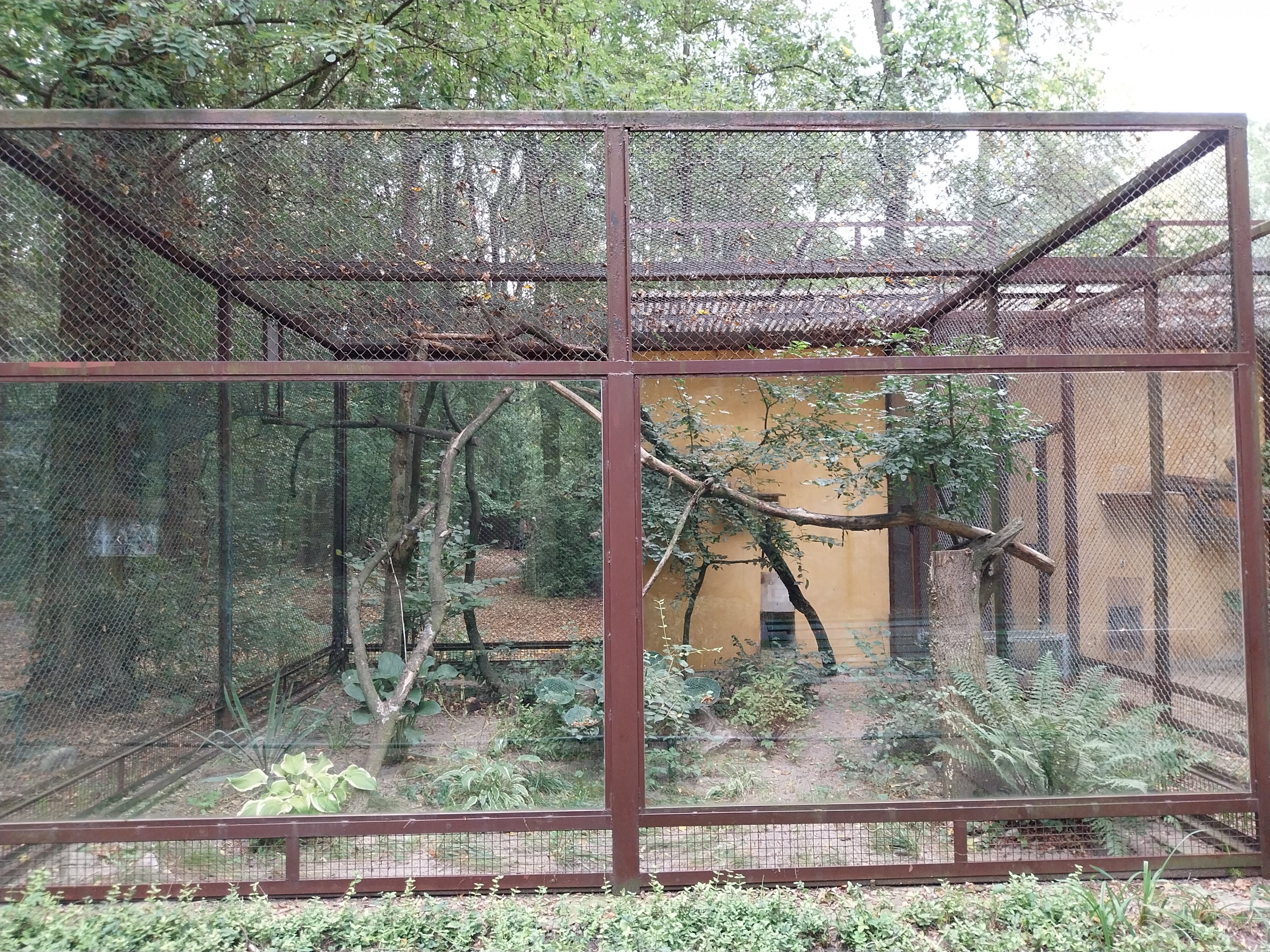 Small Carnivores - Two-spotted Palm Civet (Nandinia binotata) enclosure