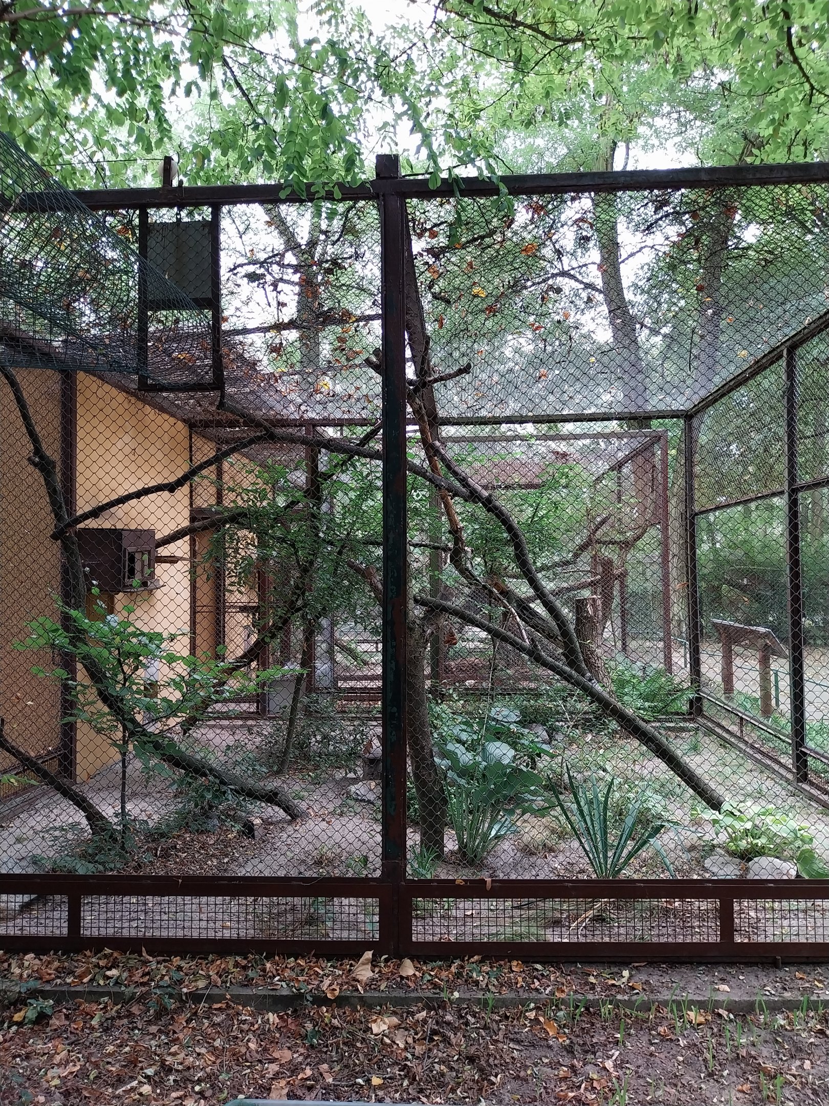 Small Carnivores - Two-spotted Palm Civet (Nandinia binotata) enclosure