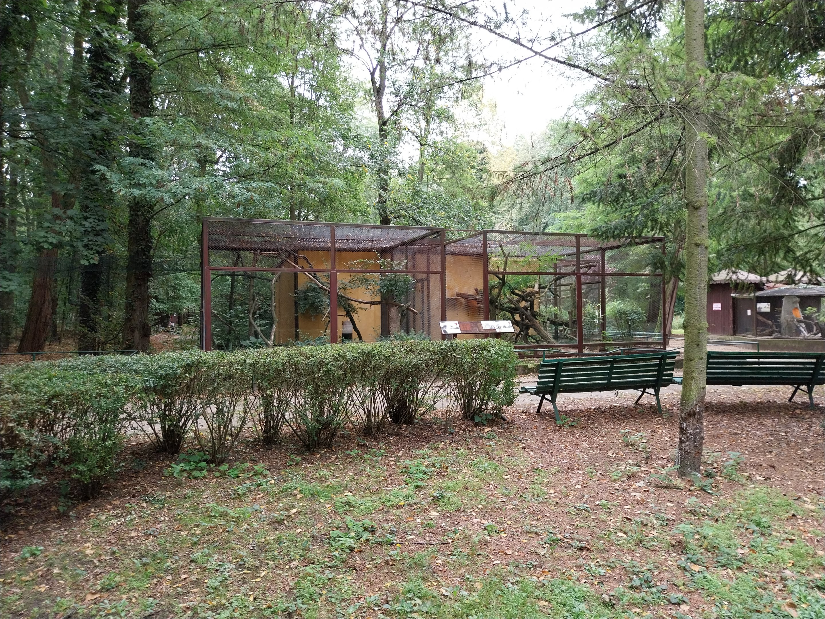 Small Carnivores - Two-spotted Palm Civet (Nandinia binotata) (left) - Yucatan Margay (Leopardus wiedii yucatanicus)