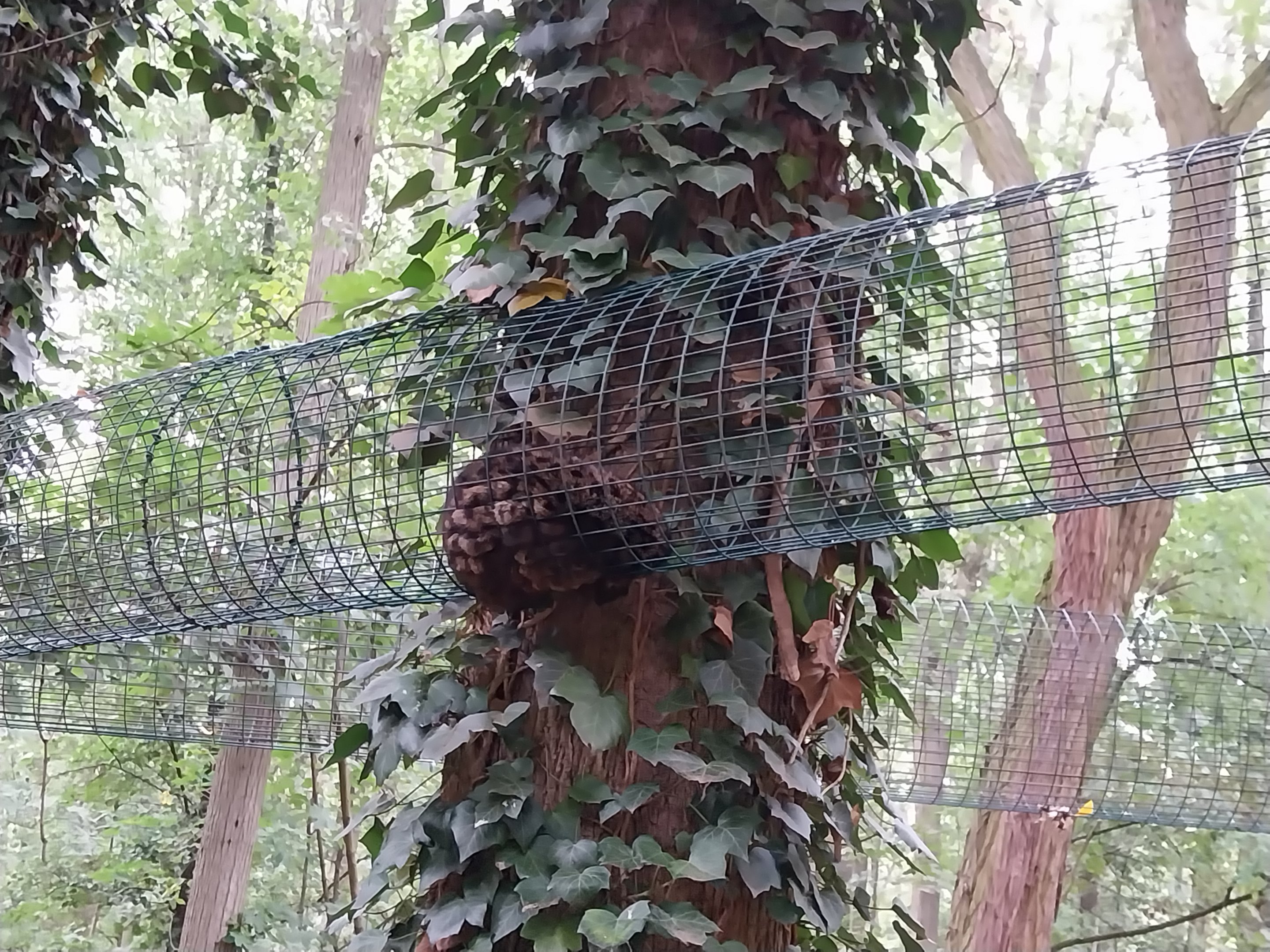 Small Carnivores - Two-spotted Palm Civet (Nandinia binotata)