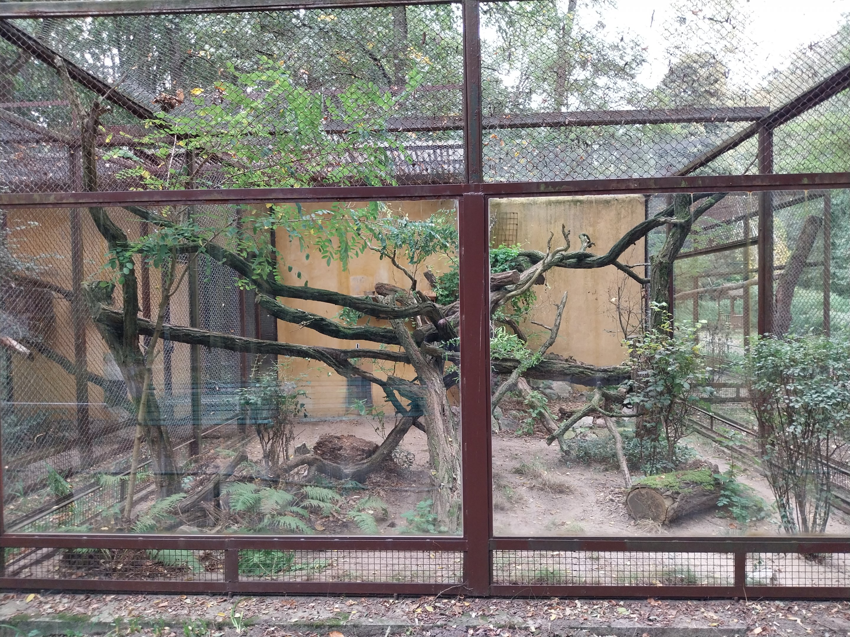 Small Carnivores - Yucatan Margay (Leopardus wiedii yucatanicus)