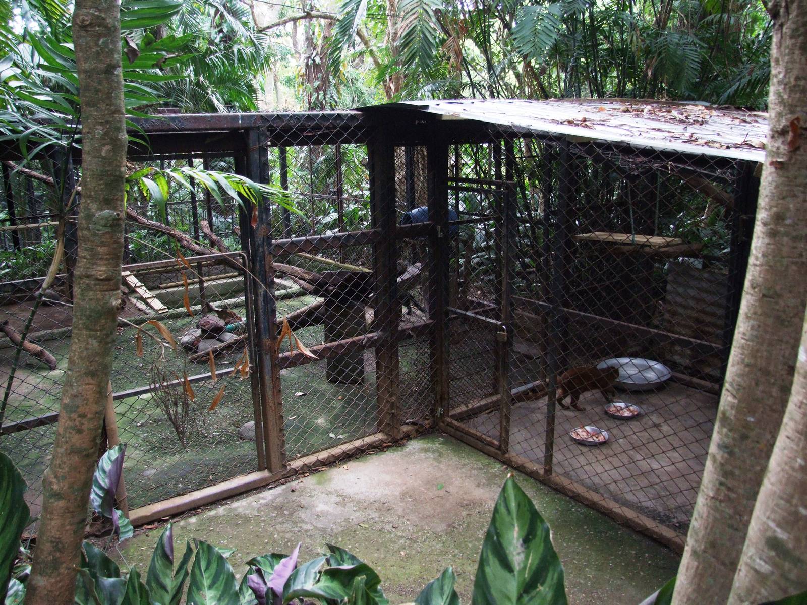 Small Cat Enclosure at Zoo Simon Bolivar, 12/04/14