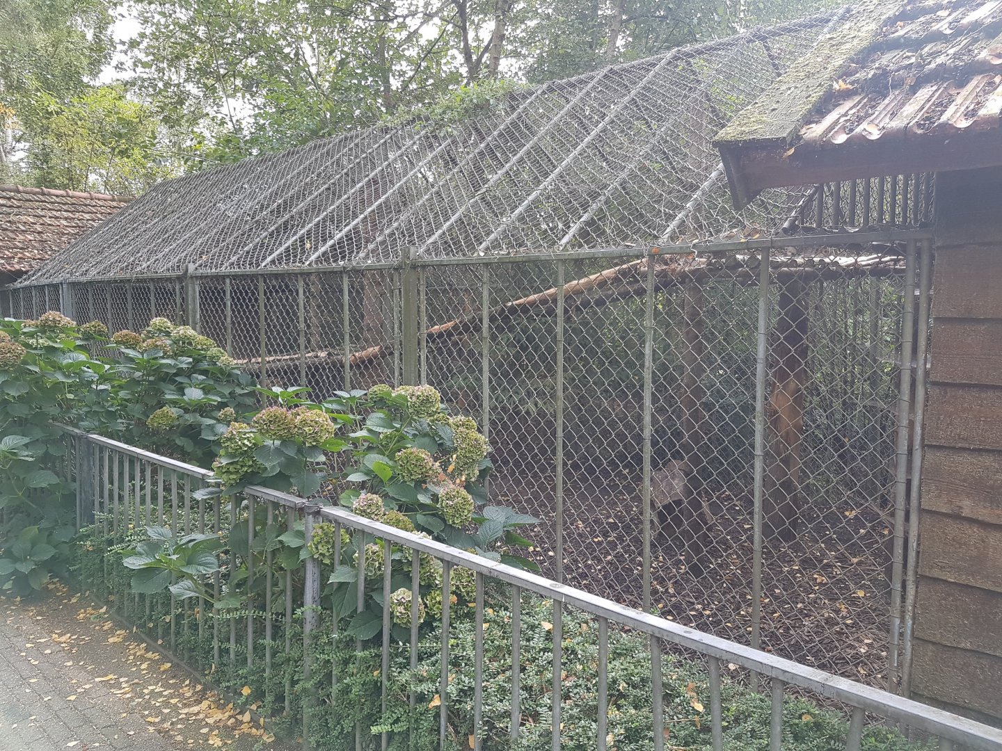 Small cat-enclosure - Lynx