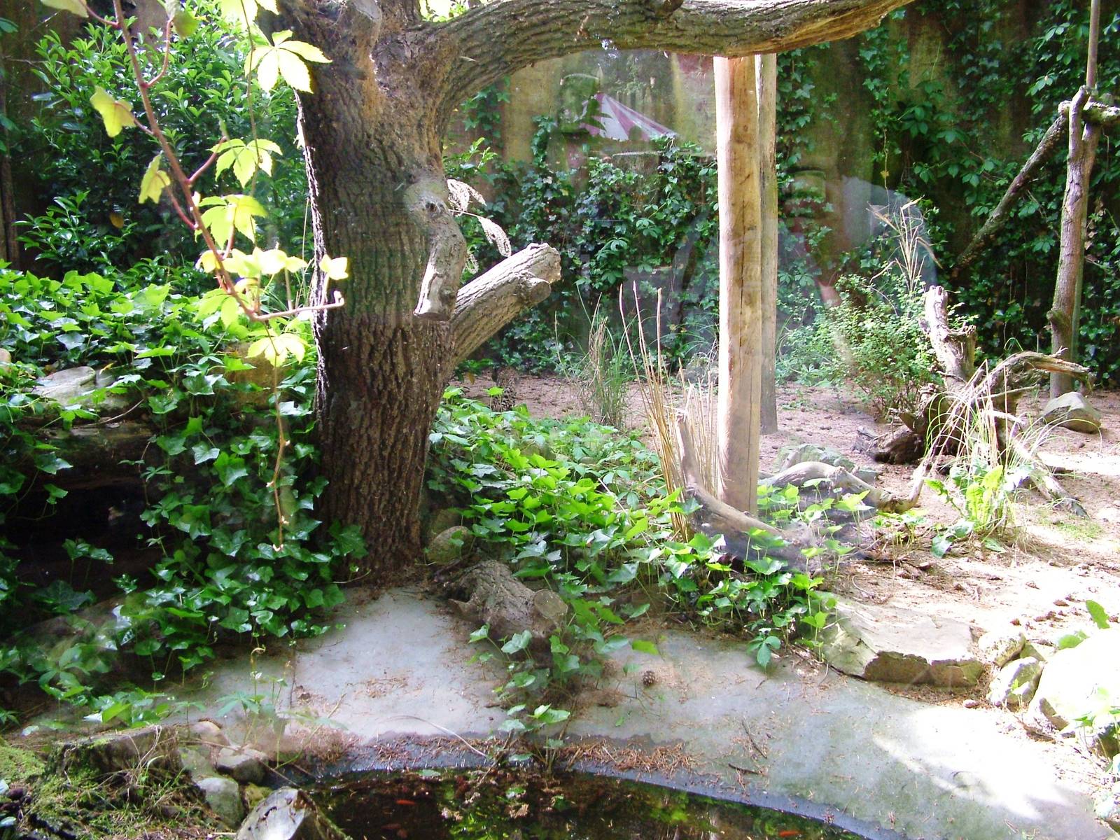 Small Cat Exhibit at Amersfoort, 01/06/12