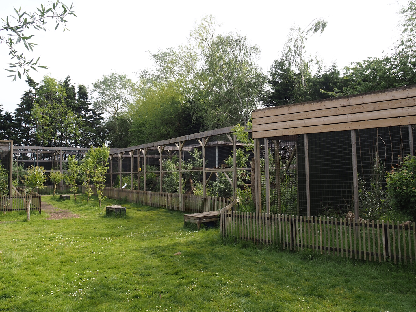 Small cat exhibits, 2024-05-11