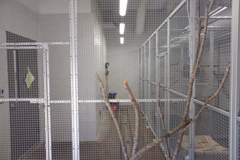 small cat holding (public viewing)