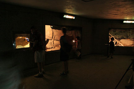 small cat house at night