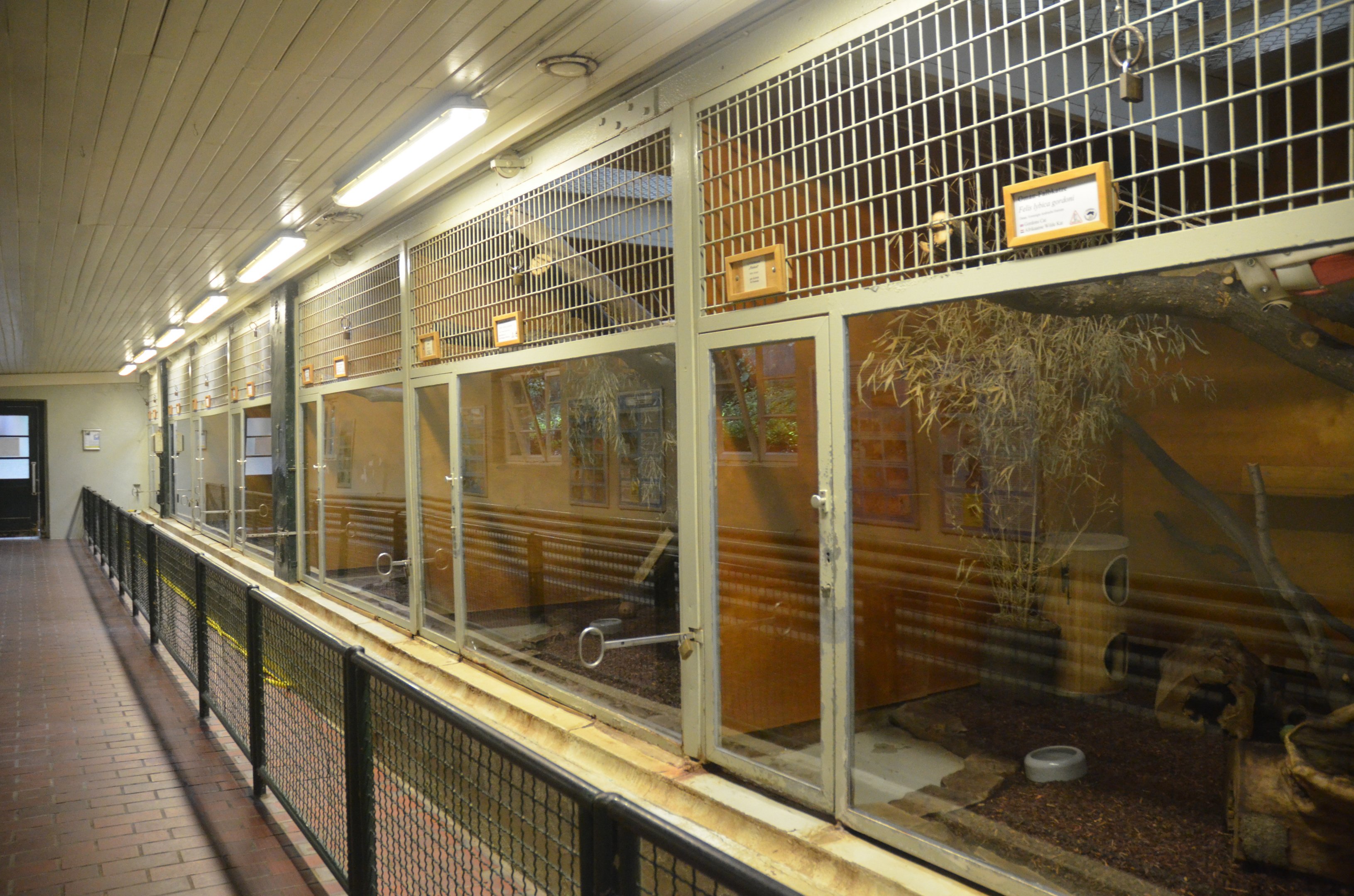 Small Cat House at Wuppertal, 16/06/19