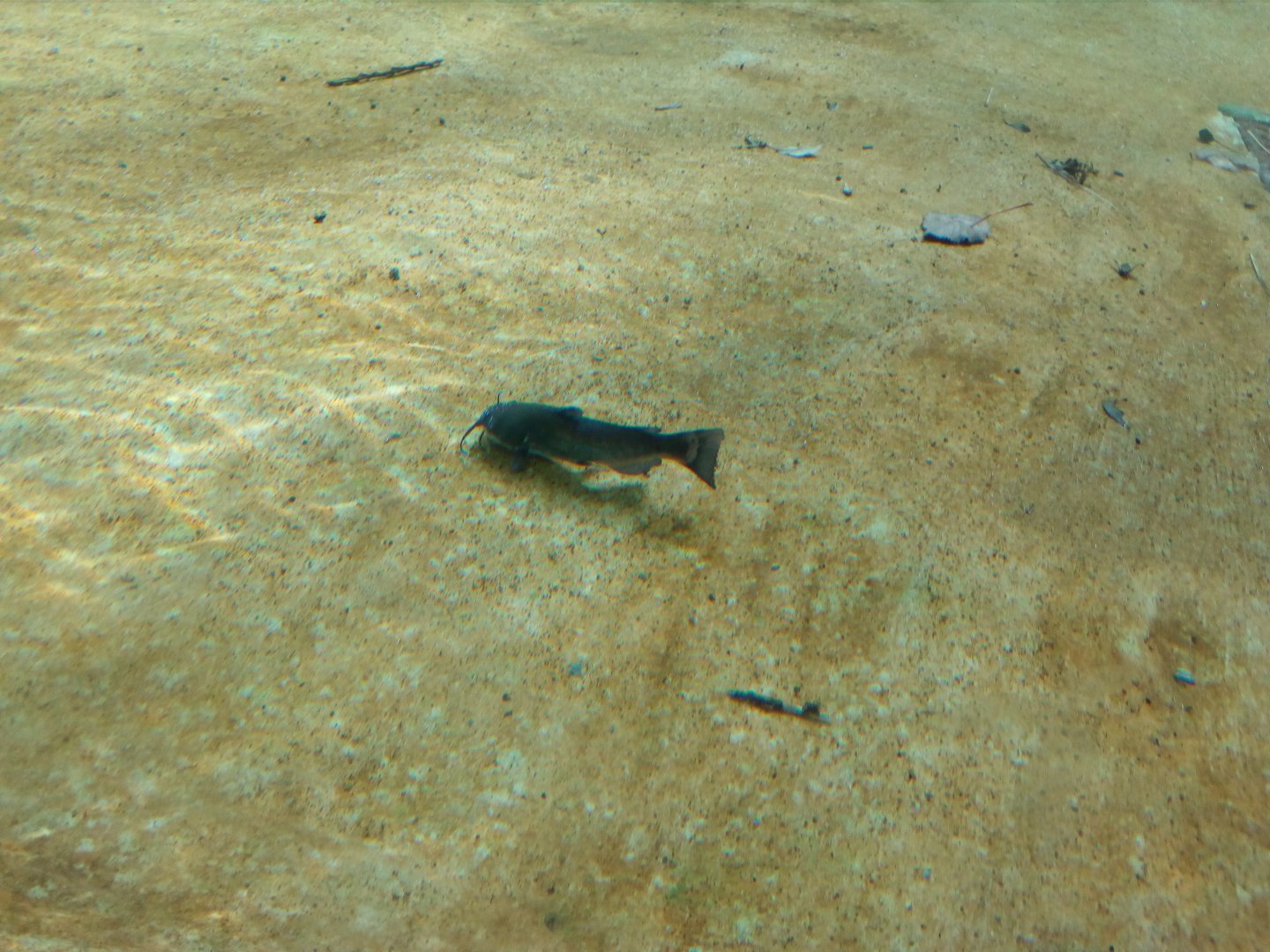 Small catfish swimming in jaguar pool I.-9/25