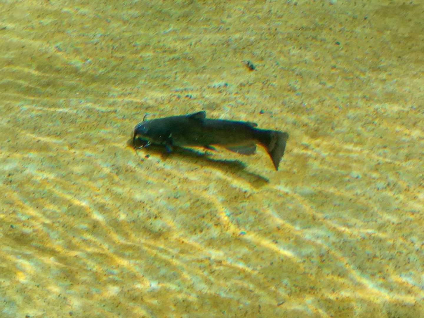 Small catfish swimming in jaguar pool II.-9/25