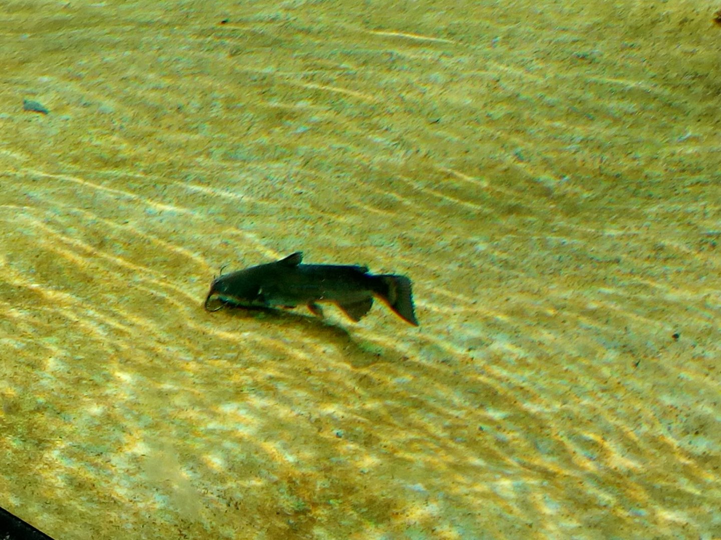 Small catfish swimming in jaguar pool III.-9/25