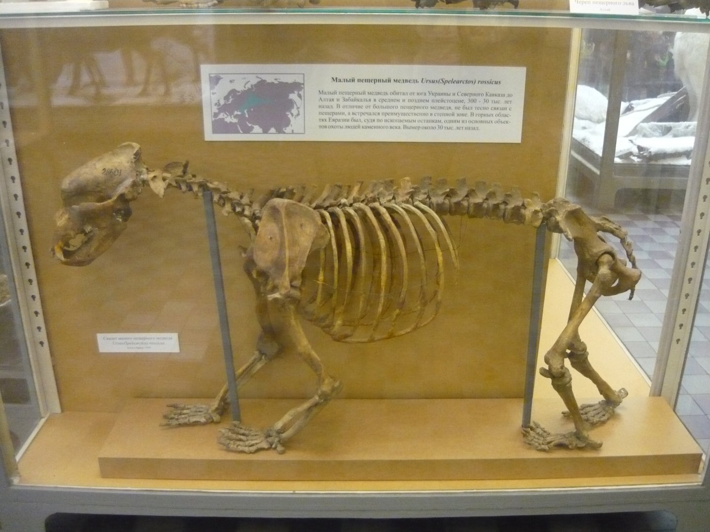 Small cave bear skeleton