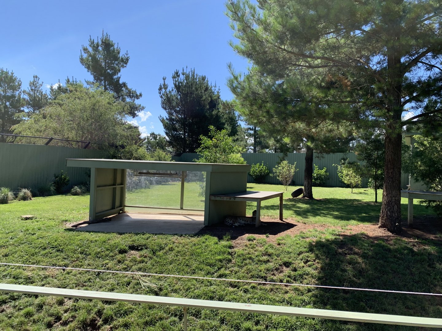 Small Cheetah Exhibit