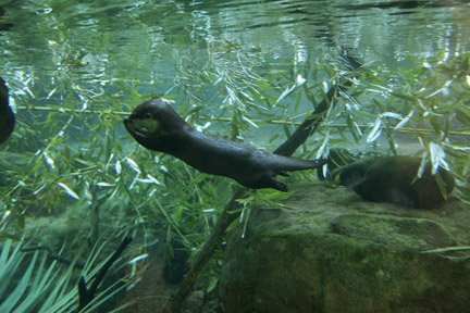 small claw otter underwater