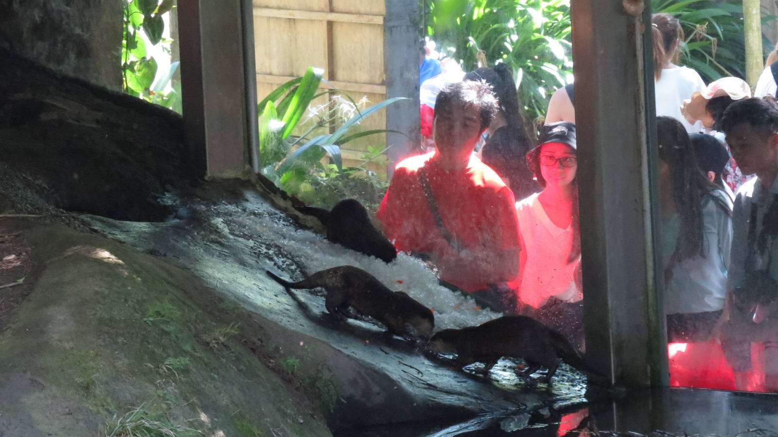 Small claw otters playing ice