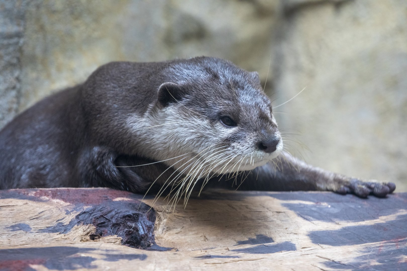 small clawed otter (Amblonyx cinereus)
