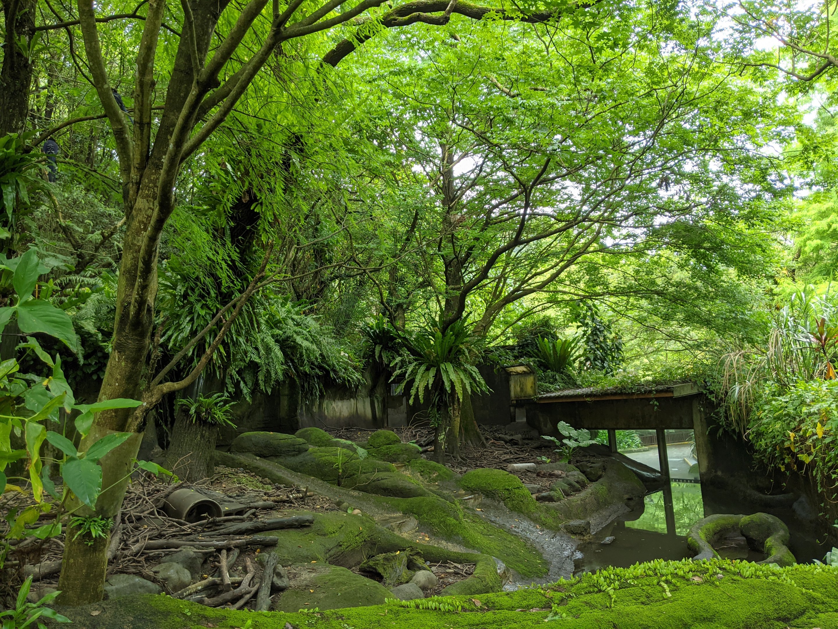 Small-clawed Otter (Aonyx cinereus) enclosure