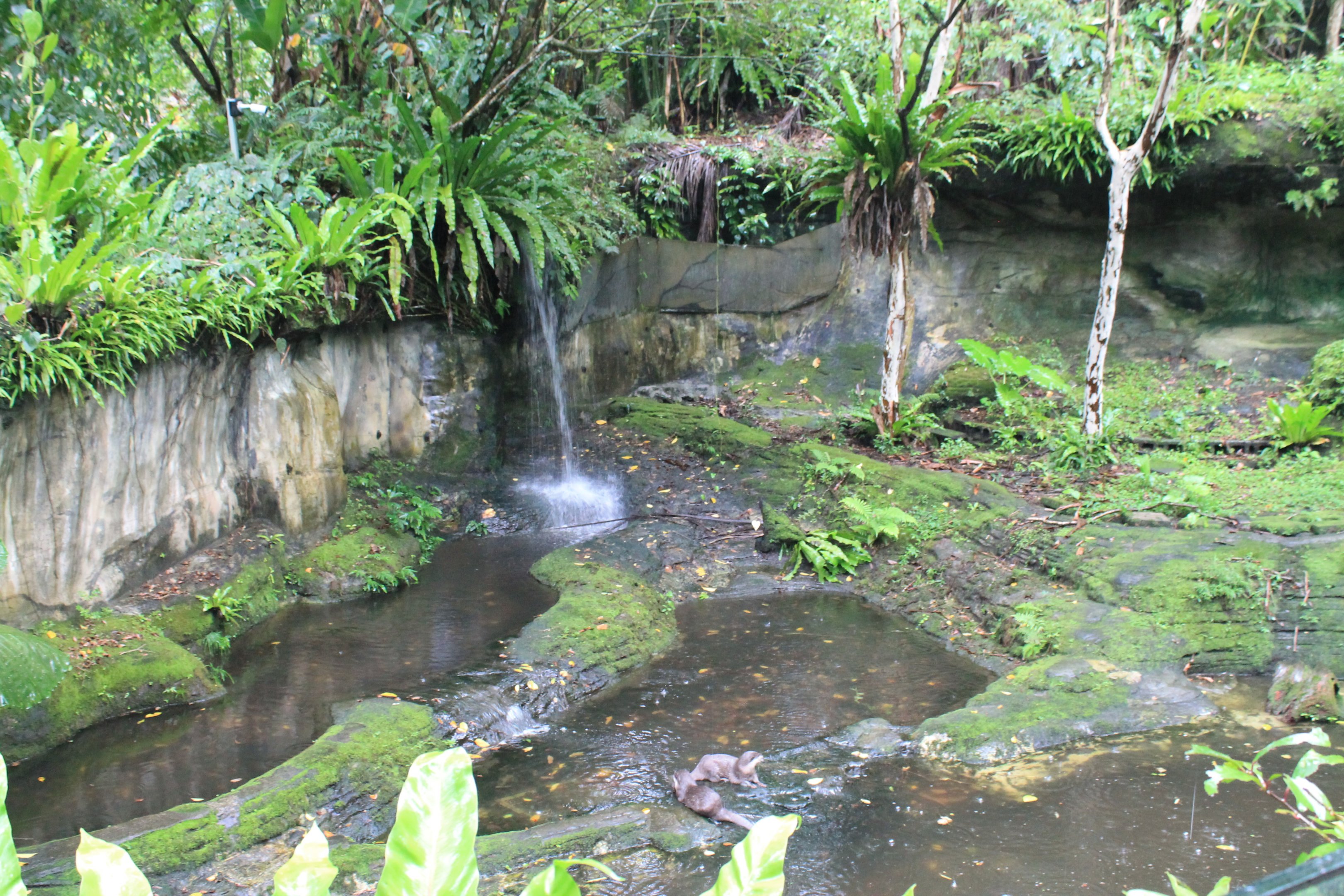 Small-clawed Otter (Aonyx cinereus) enclosure
