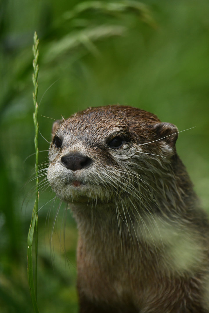 Small-clawed otter (Aonyx cinereus)
