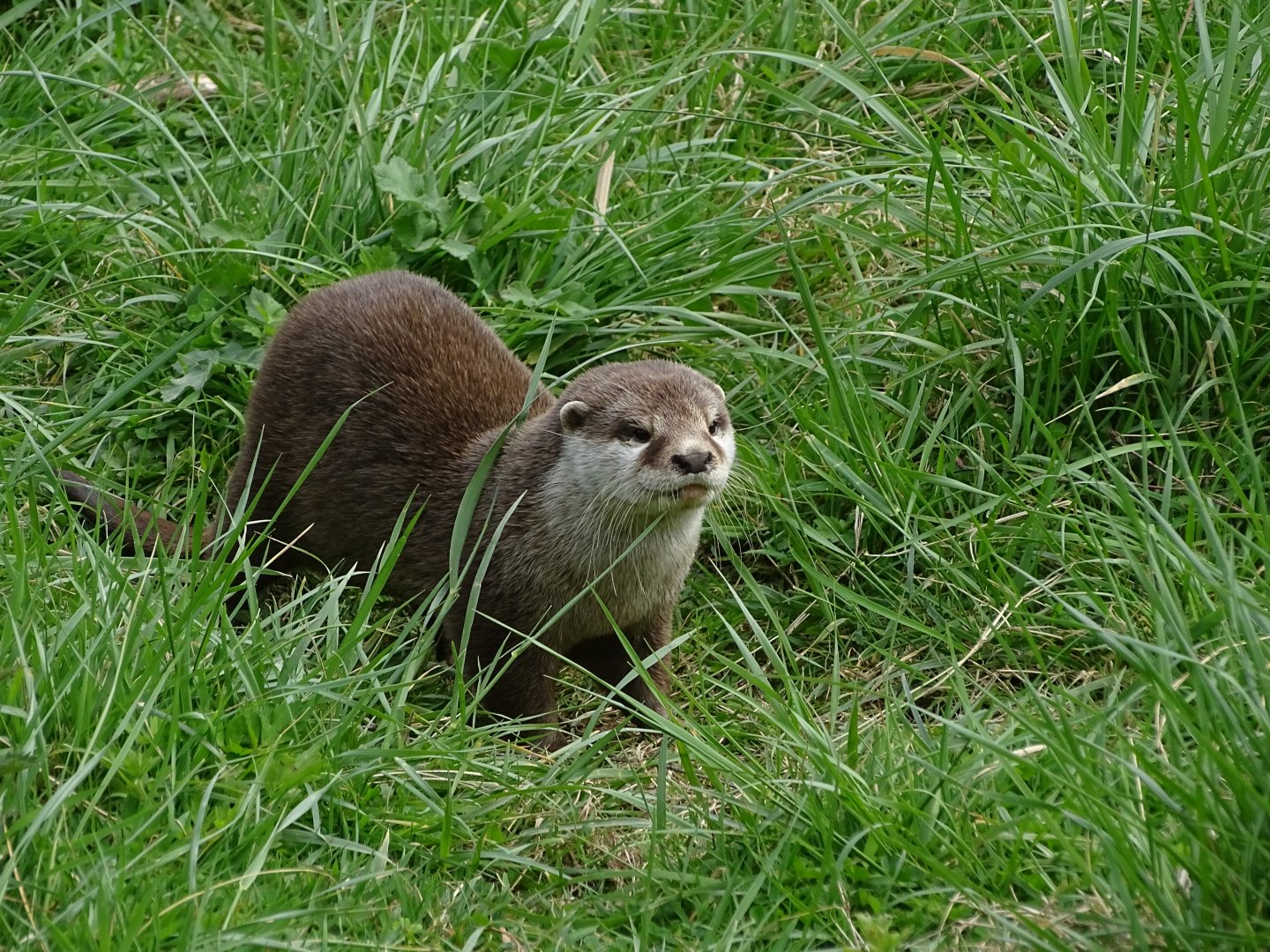 Small-clawed otter (Aonyx cinereus)