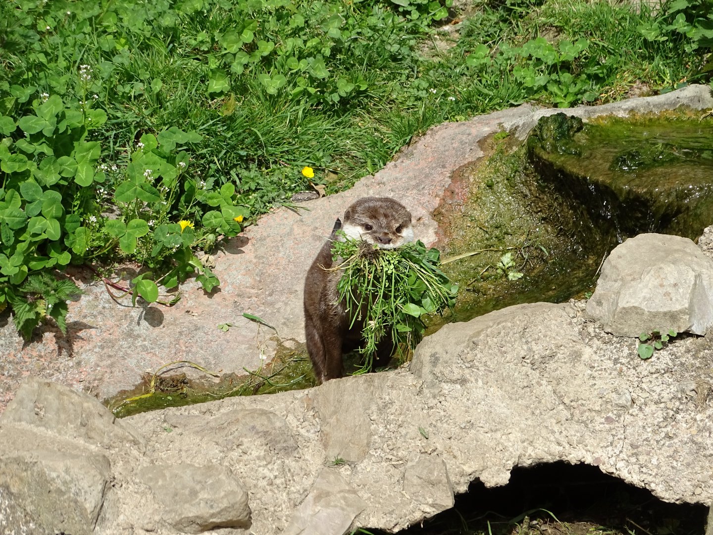 Small-clawed otter (Aonyx cinereus)