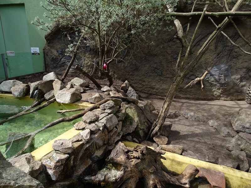 Small-clawed otter + binturong enclosure