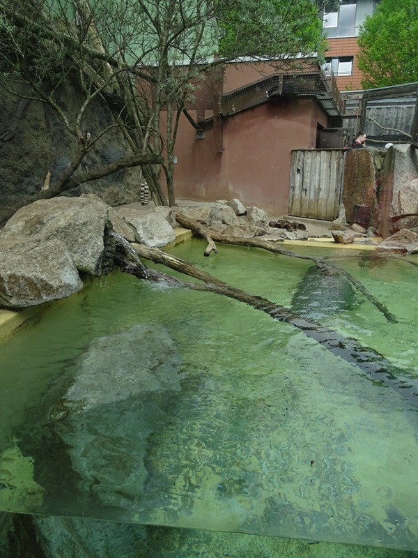 Small-clawed otter + binturong enclosure