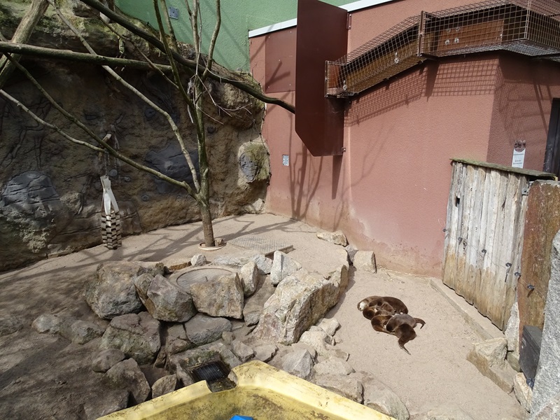 Small-clawed otter + binturong enclosure