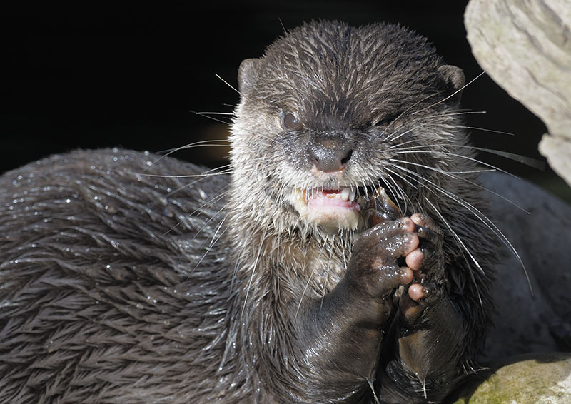 Small-clawed otter crunching a crayfish